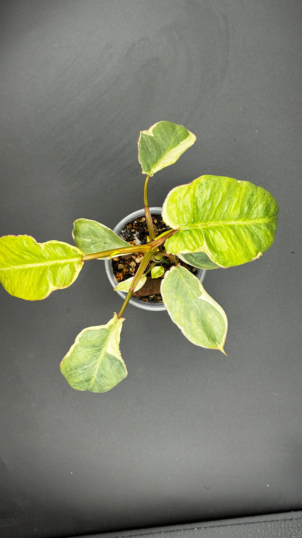 Philodendron Burle Marx White Lava #0130