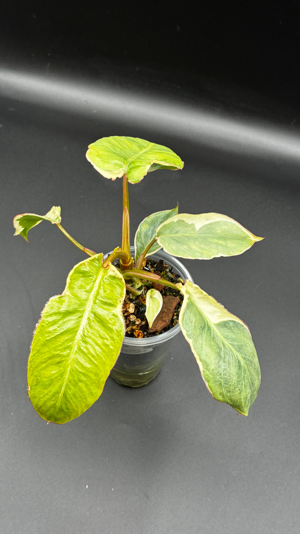Philodendron Burle Marx White Lava #0130