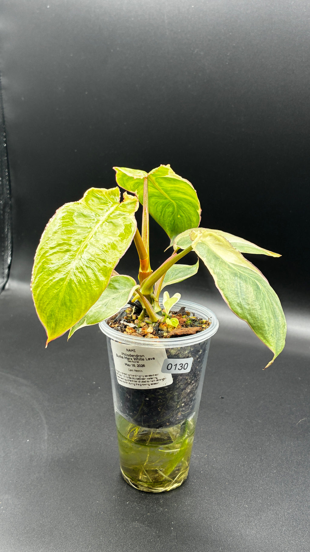 Philodendron Burle Marx White Lava #0130
