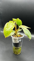Philodendron Burle Marx White Lava #0130