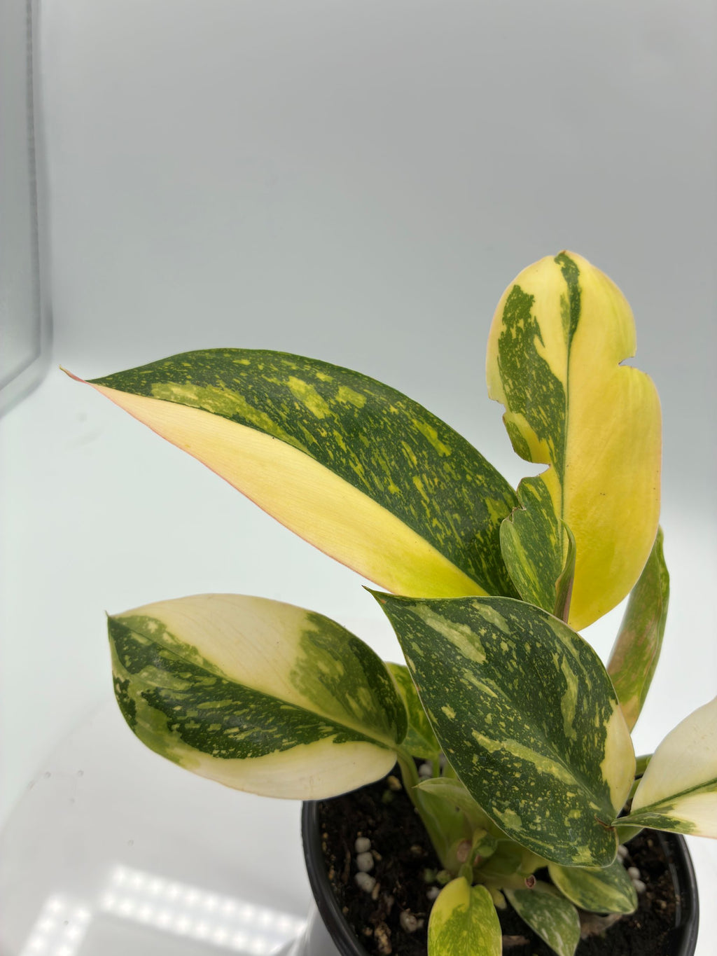 Philodendron Congo Nuclear
