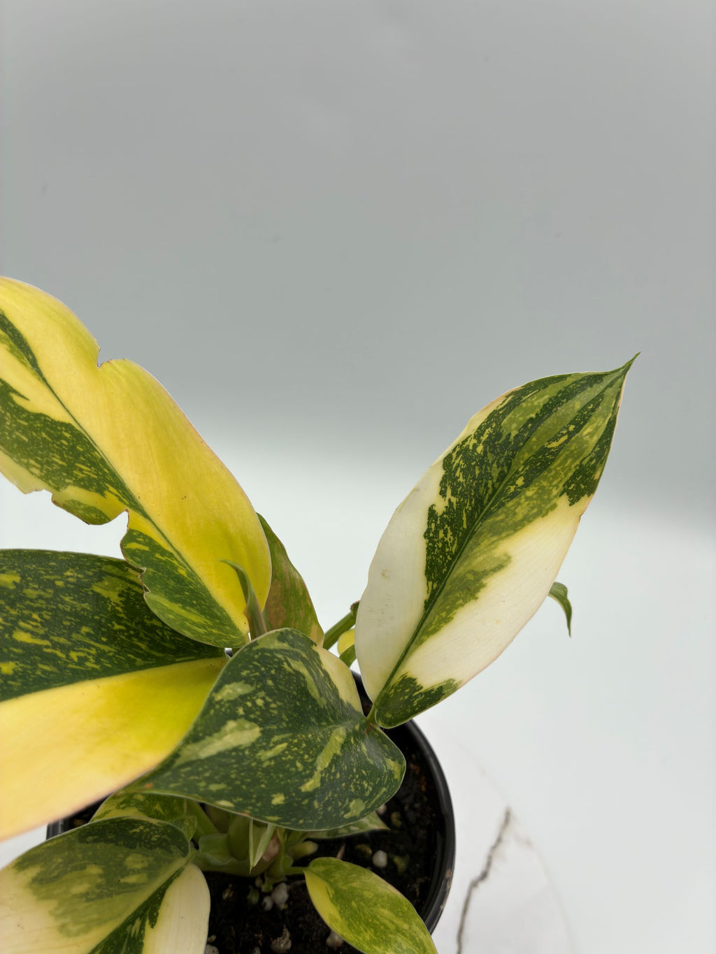Philodendron Congo Nuclear