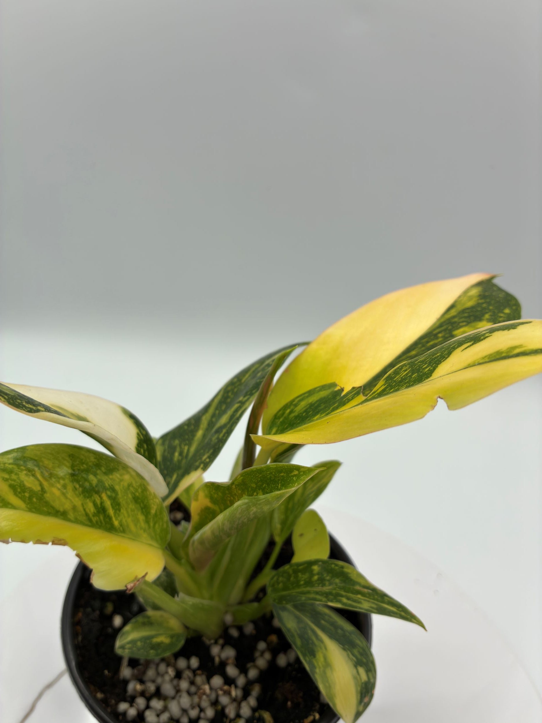 Philodendron Congo Nuclear