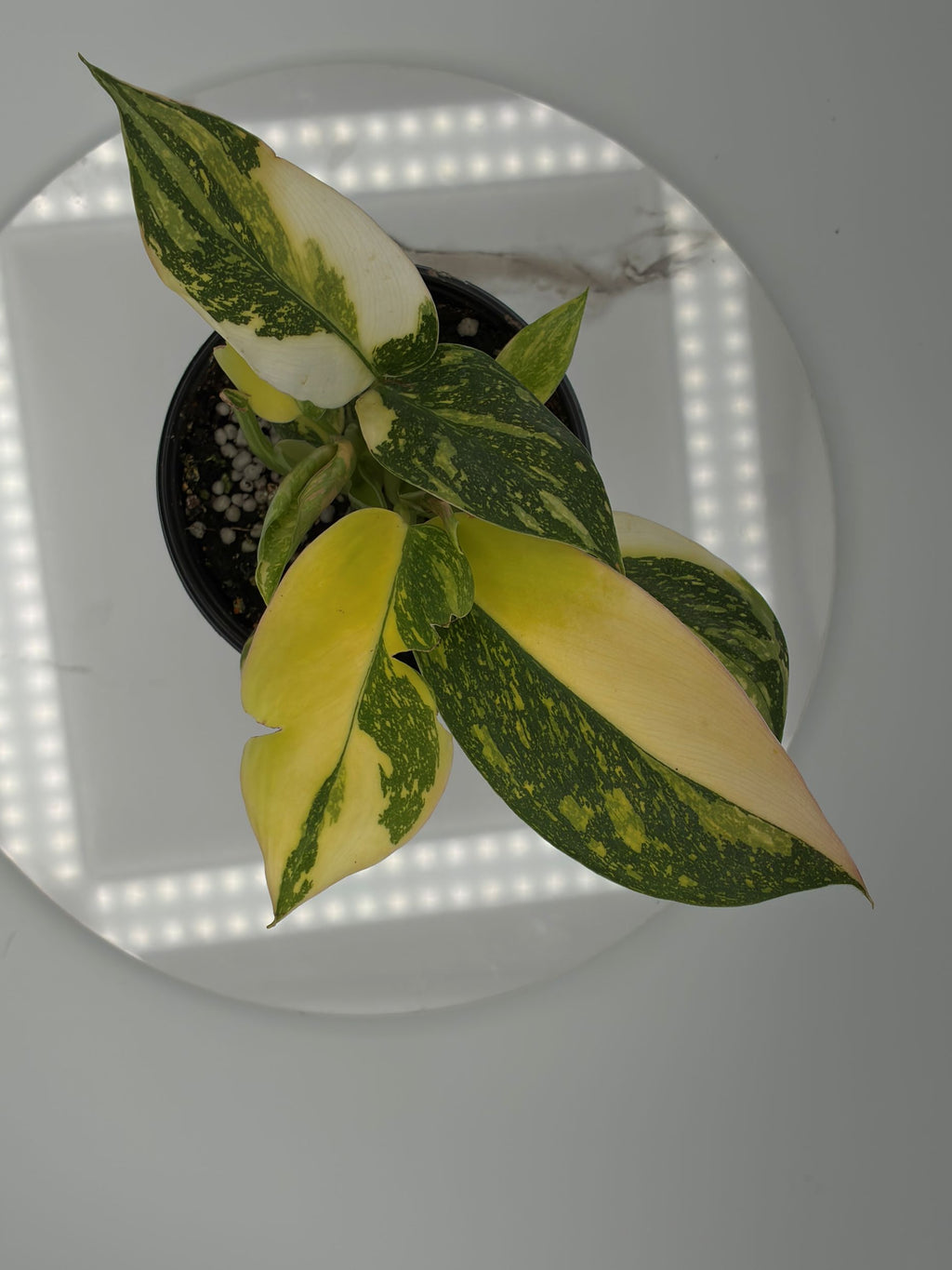 Philodendron Congo Nuclear