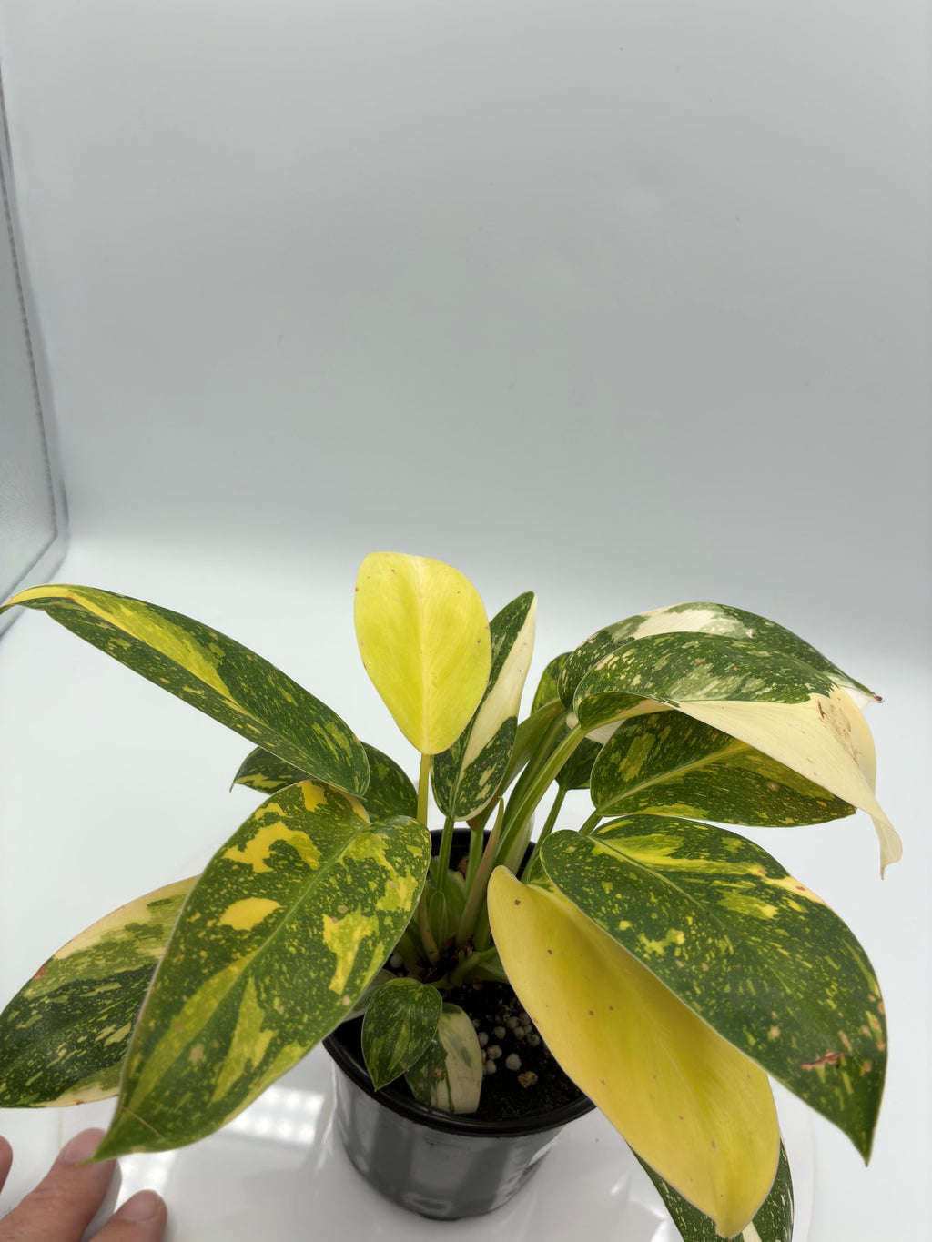 Philodendron Green Congo Nuclear
