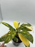 Philodendron Green Congo Nuclear