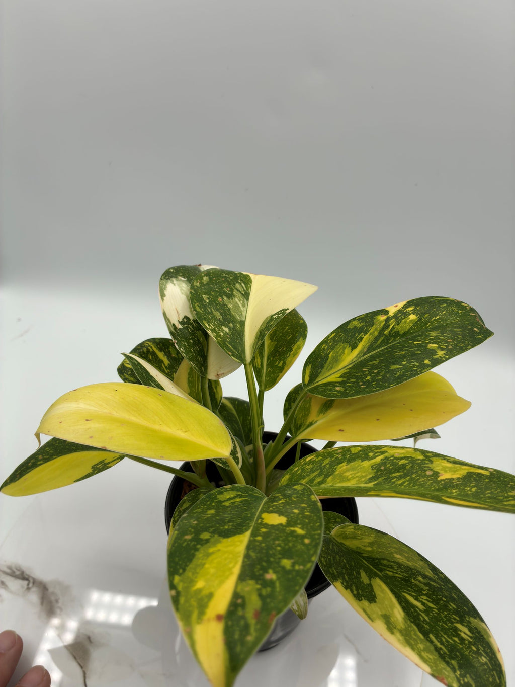 Philodendron Green Congo Nuclear