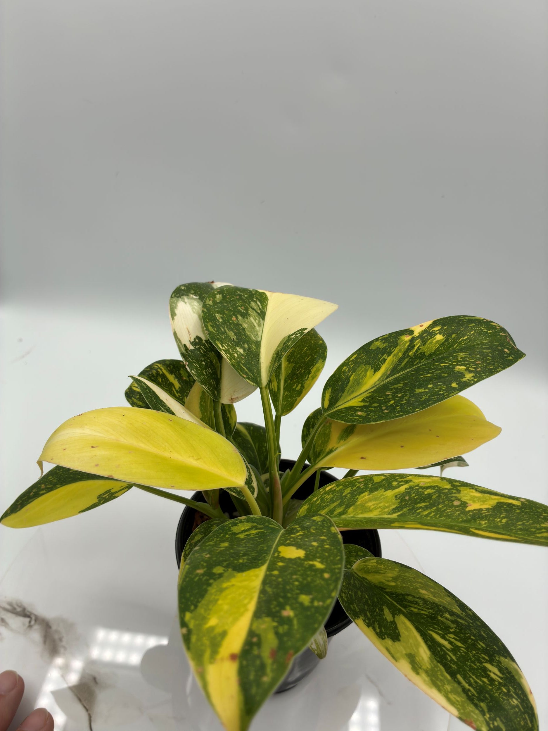 Philodendron Green Congo Nuclear