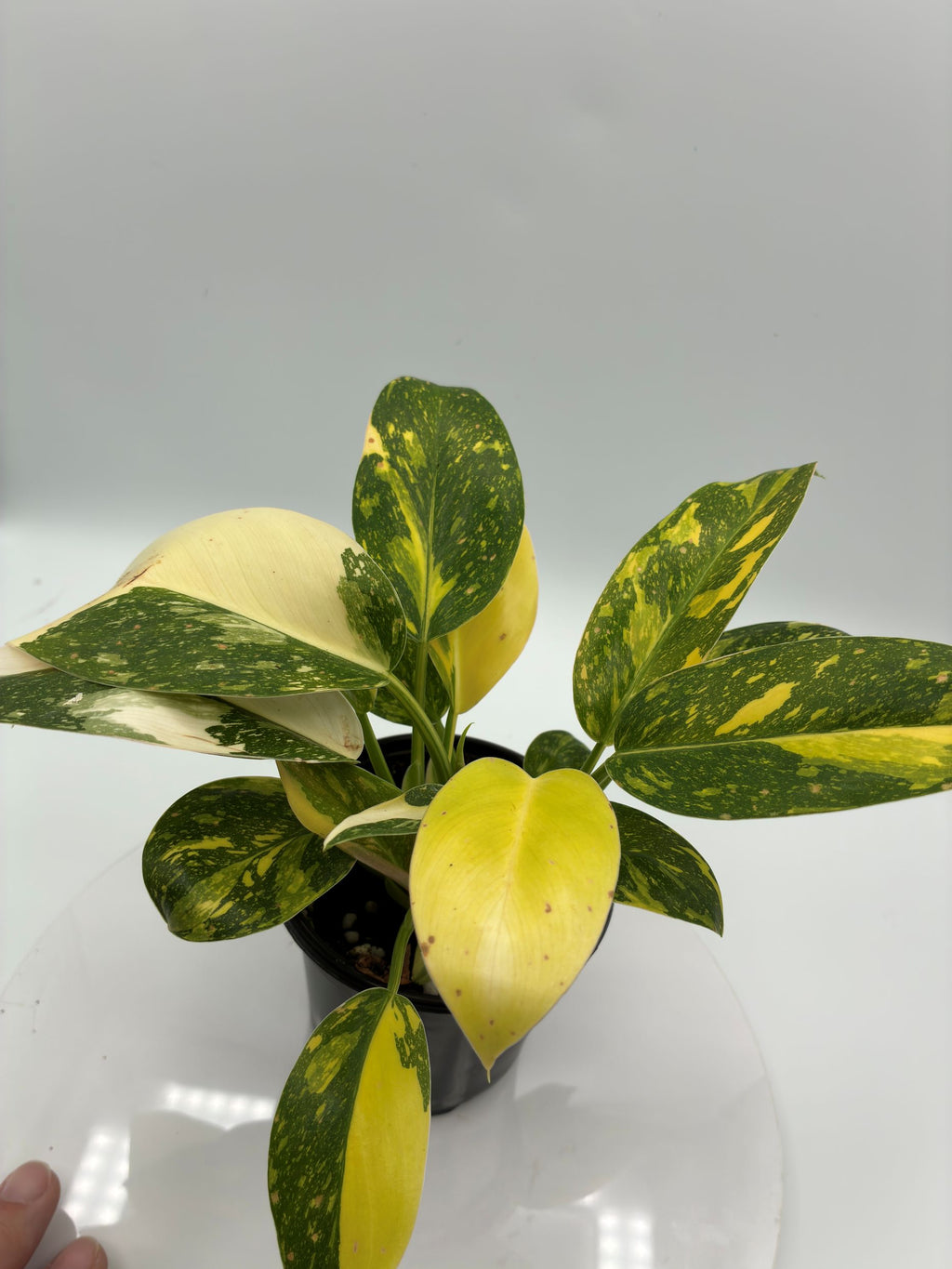 Philodendron Green Congo Nuclear