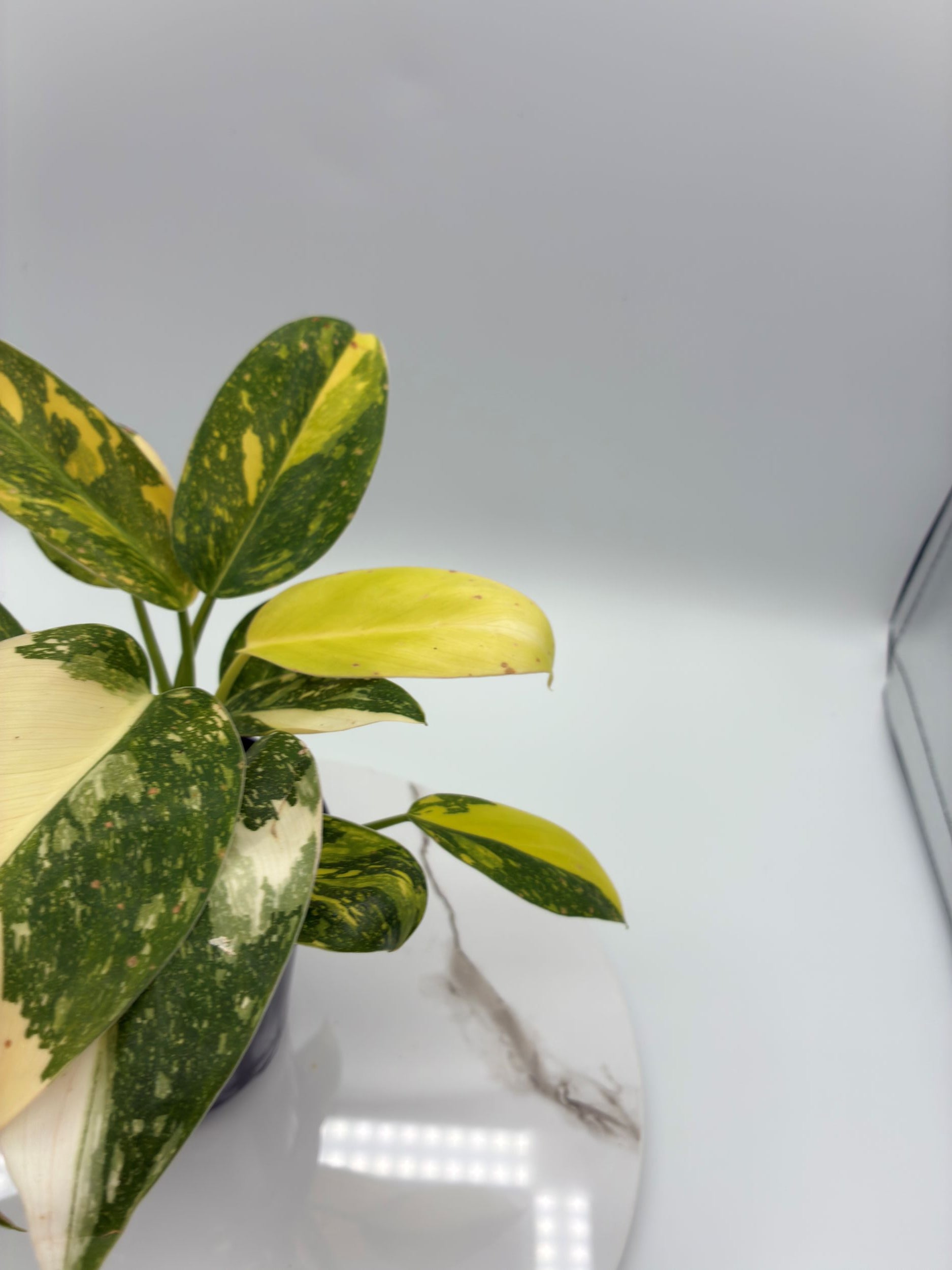 Philodendron Green Congo Nuclear