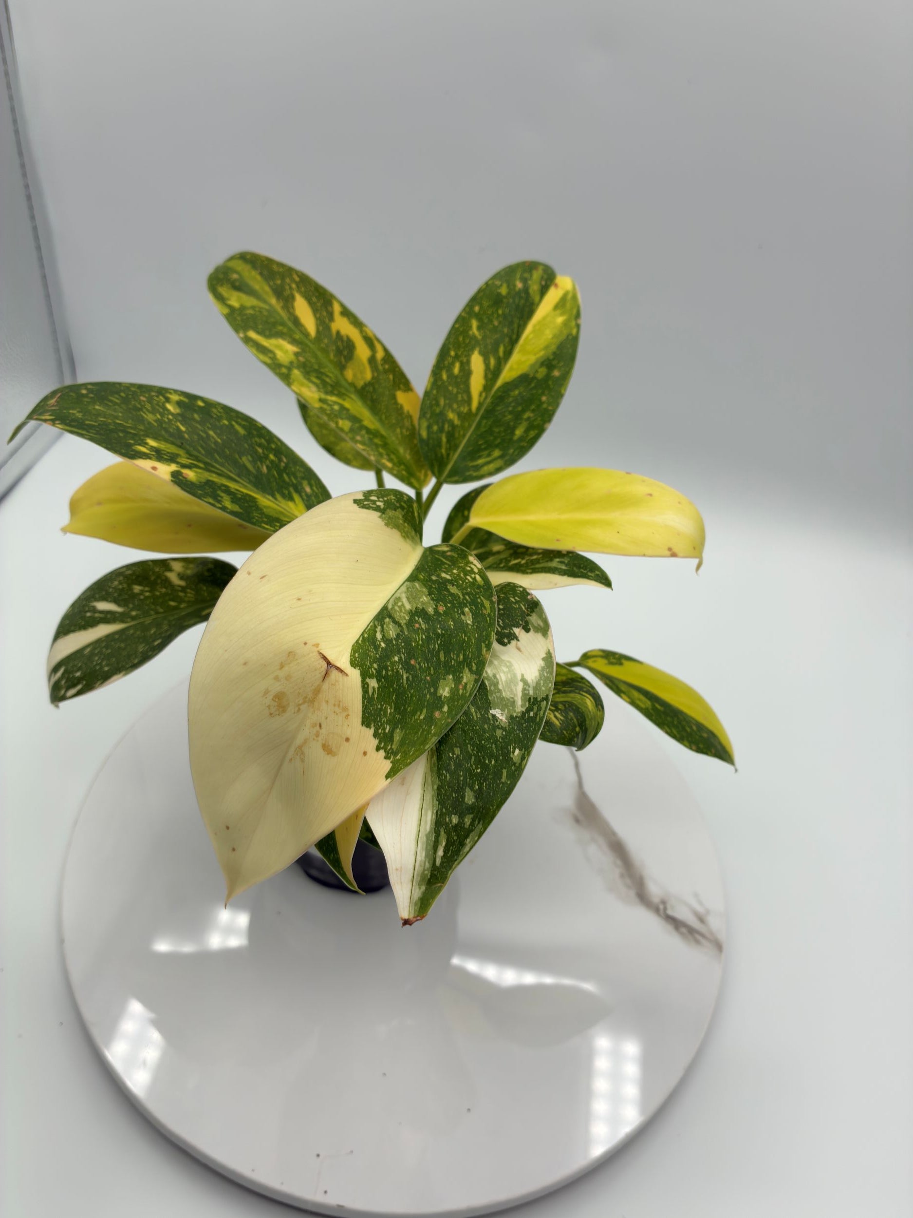 Philodendron Green Congo Nuclear
