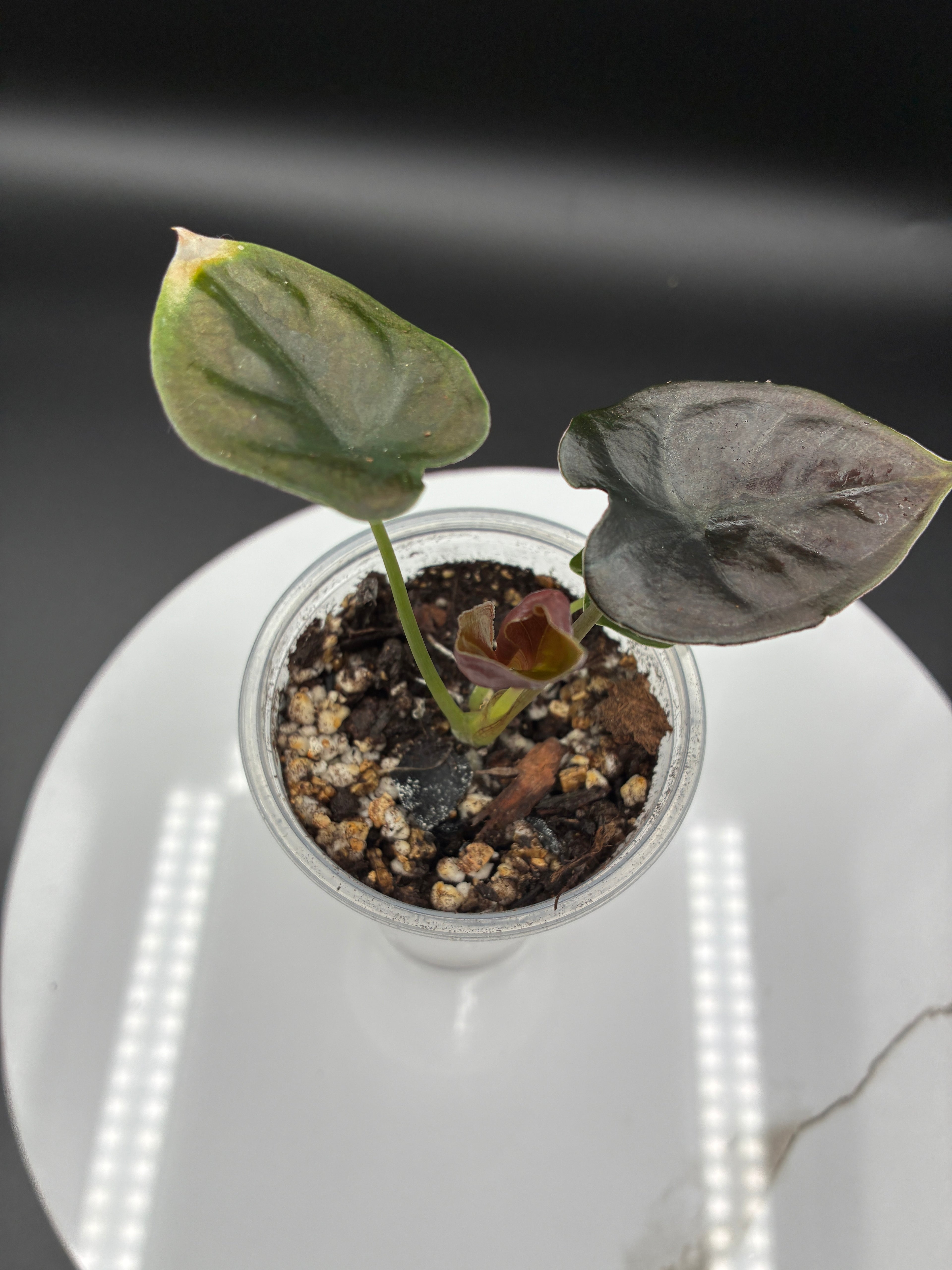 Alocasia Infernalis Black Magic #0072