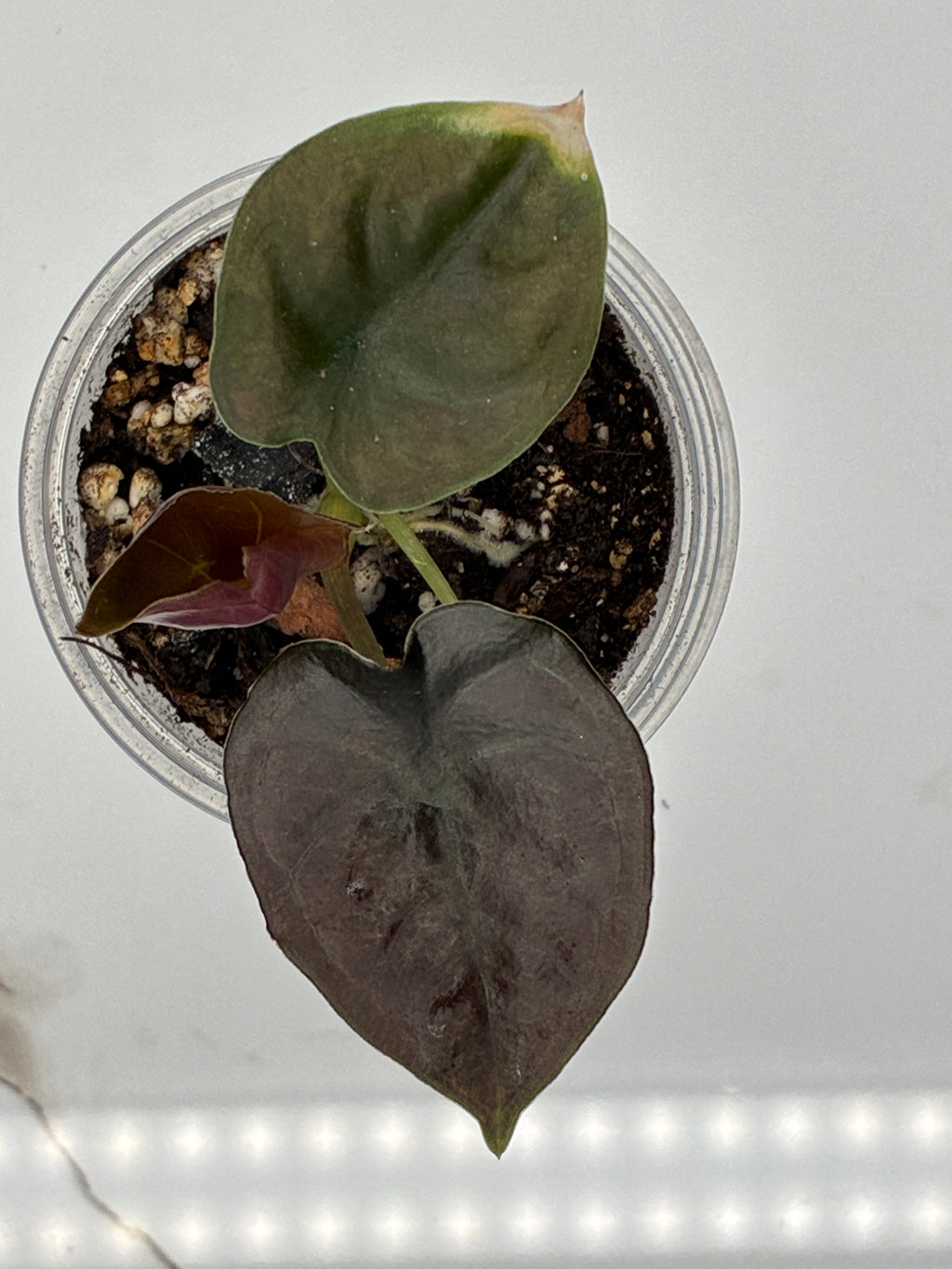 Alocasia Infernalis Black Magic #0072