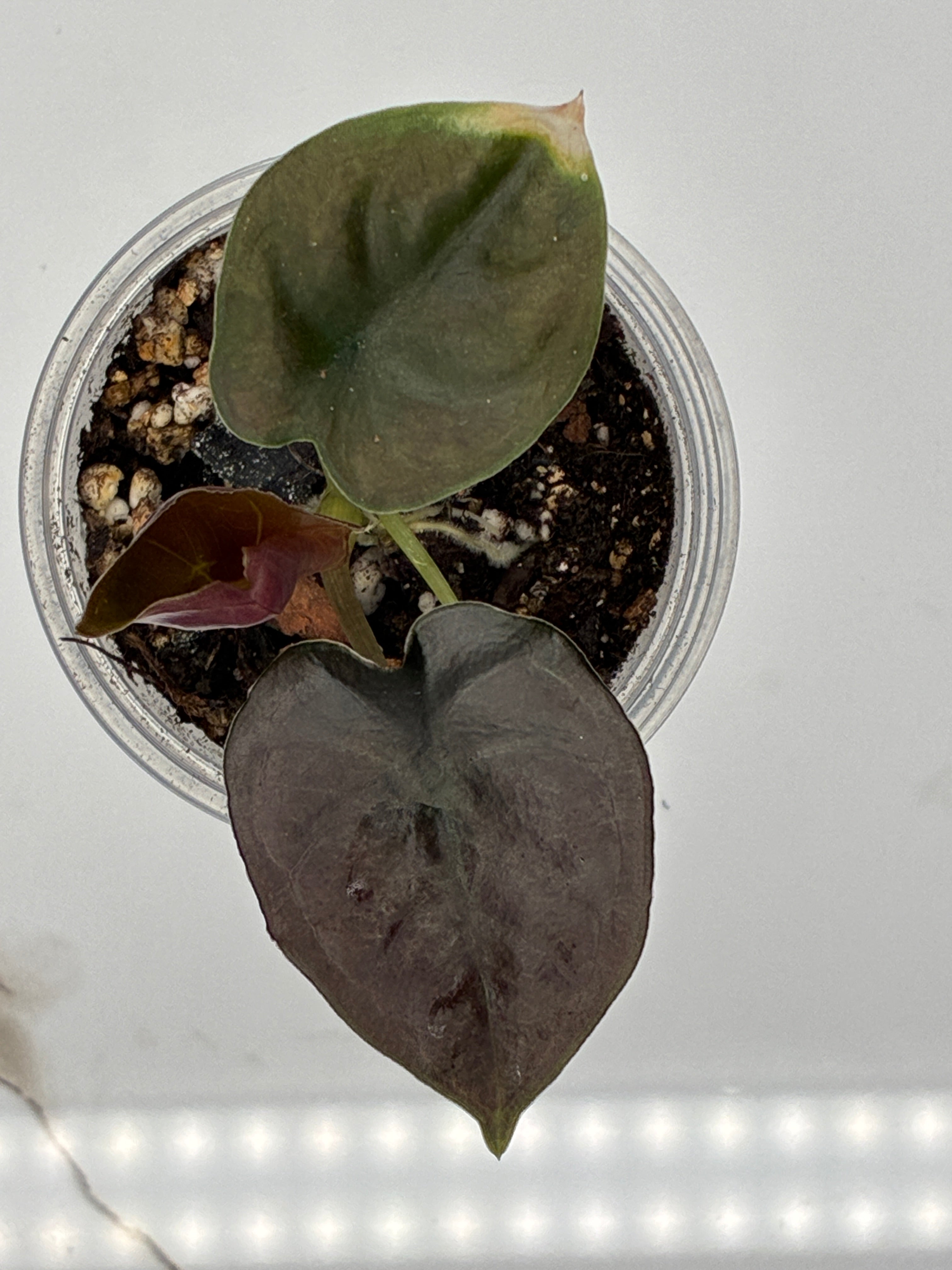 Alocasia Infernalis Black Magic #0072