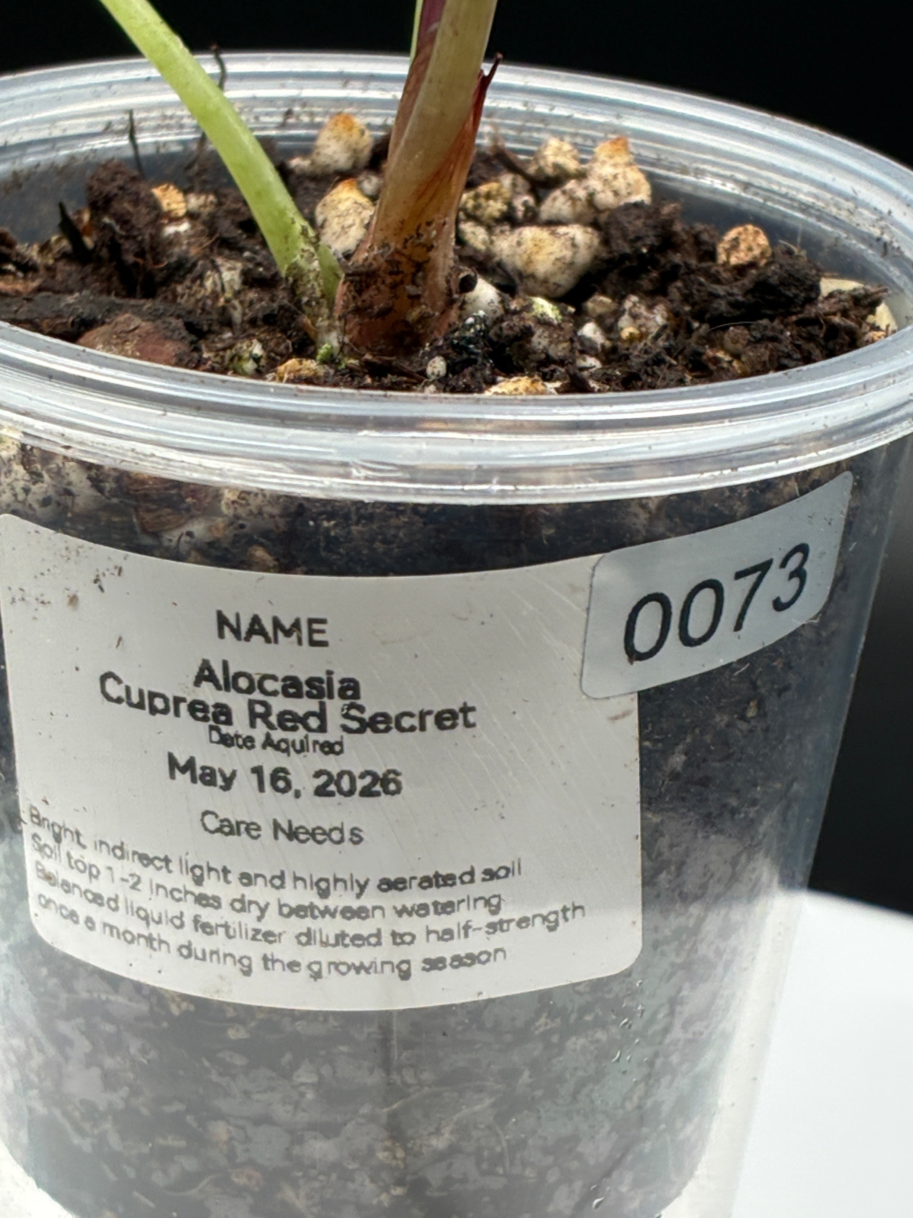 Alocasia Cuprea Red Secret #0073