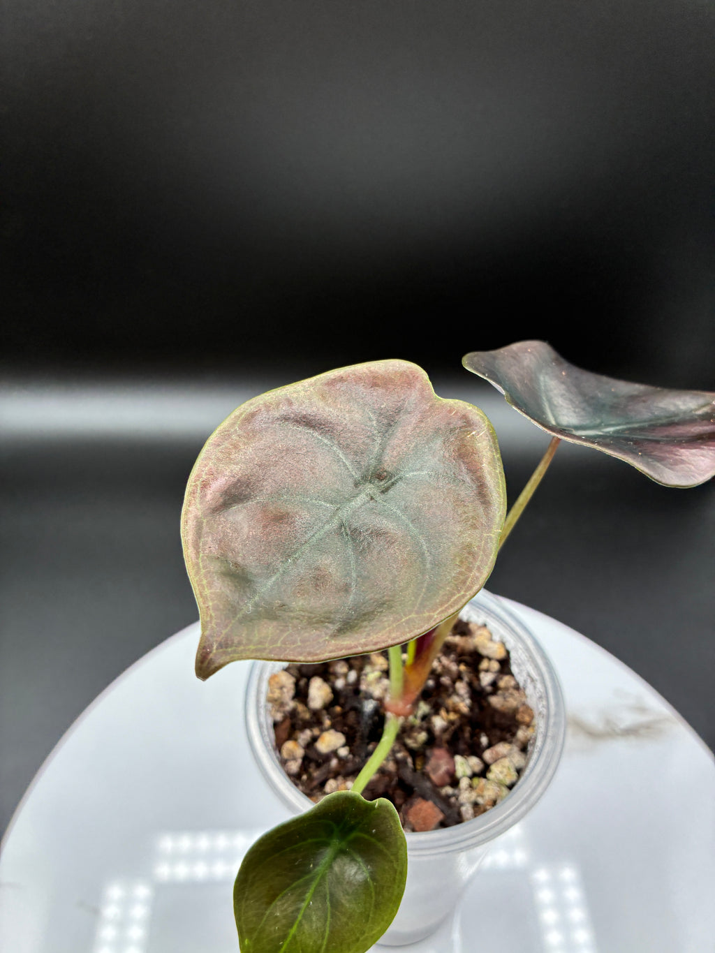 Alocasia Cuprea Red Secret #0073