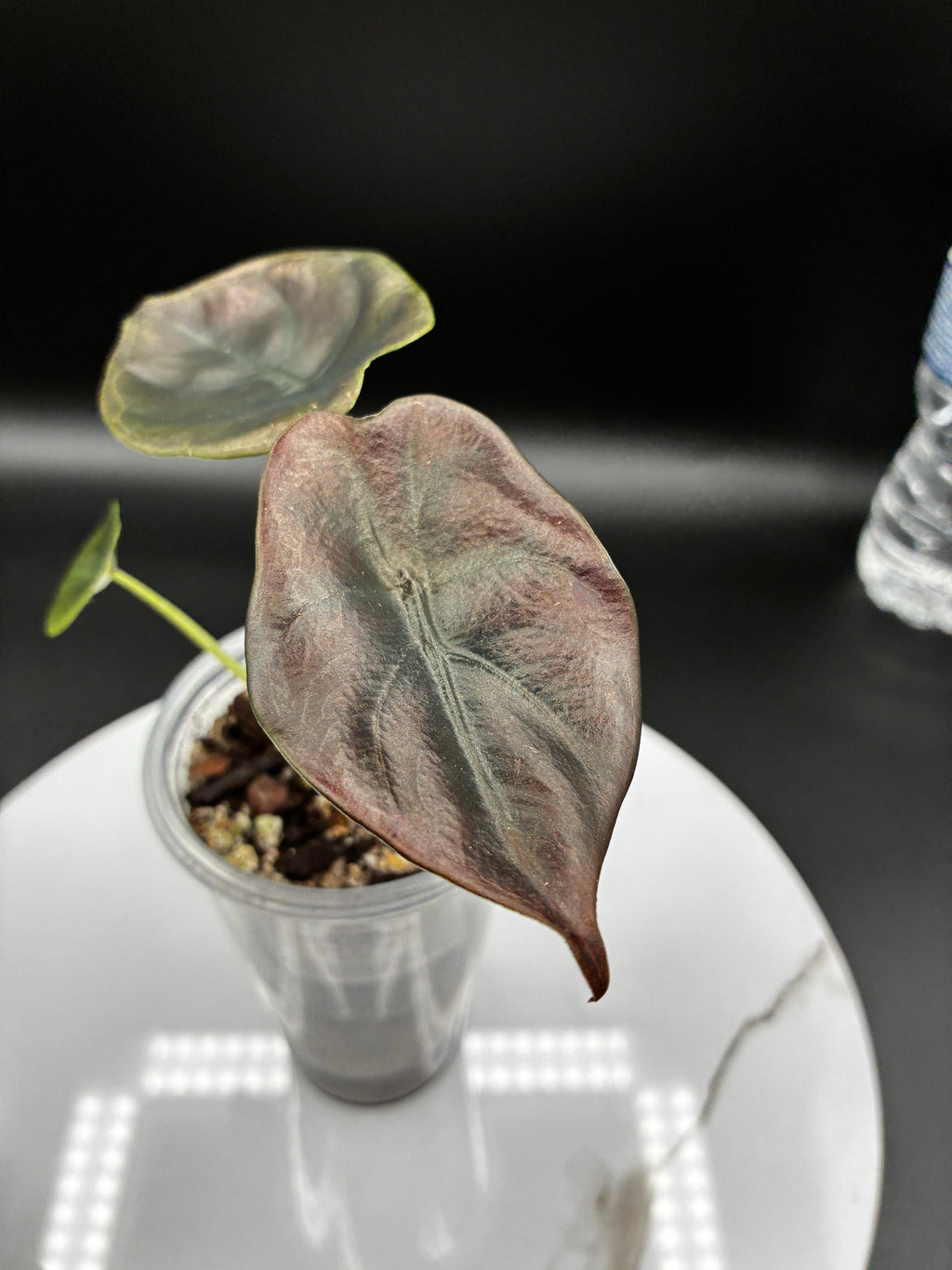 Alocasia Cuprea Red Secret #0073