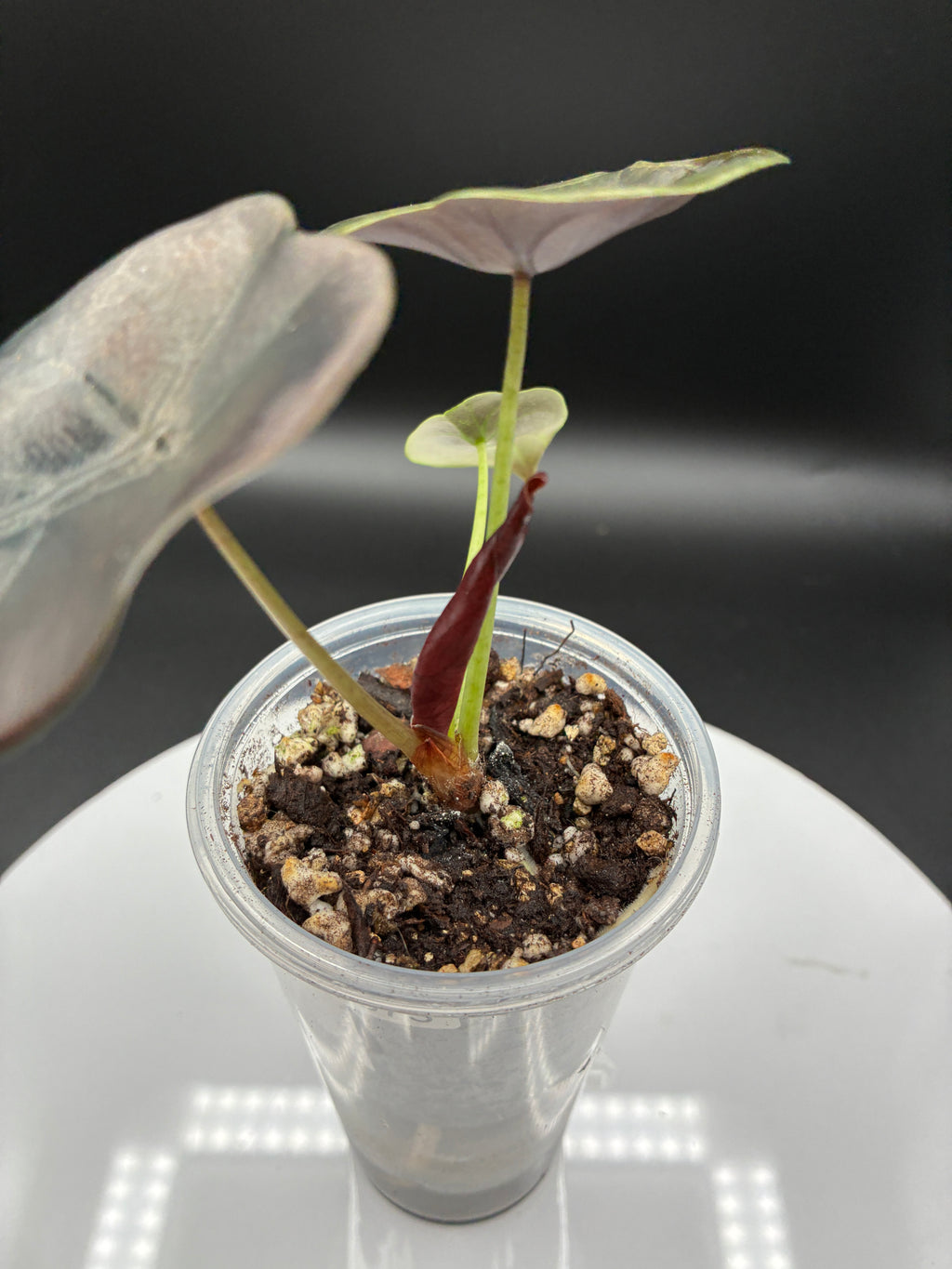 Alocasia Cuprea Red Secret #0073