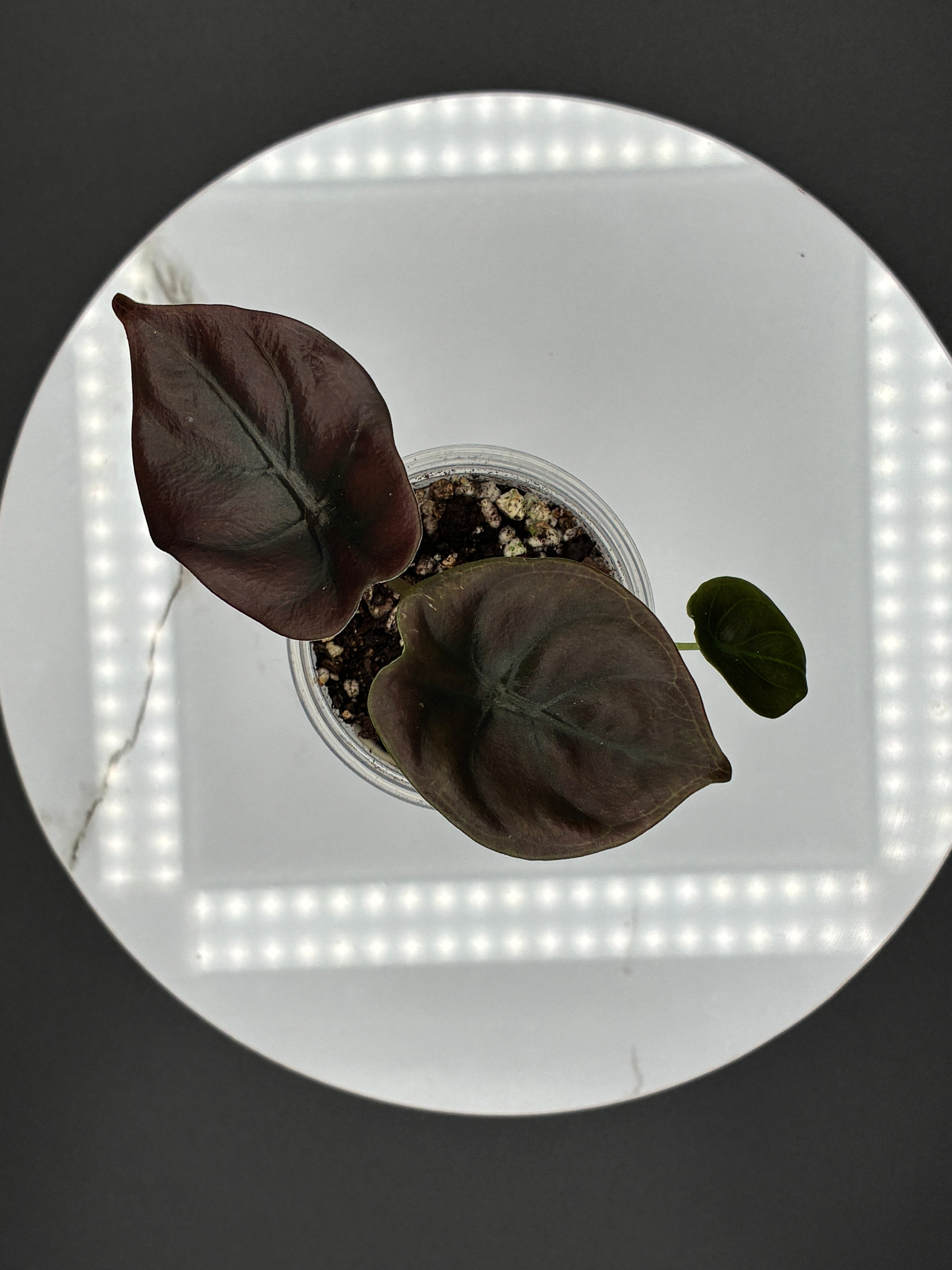 Alocasia Cuprea Red Secret #0073