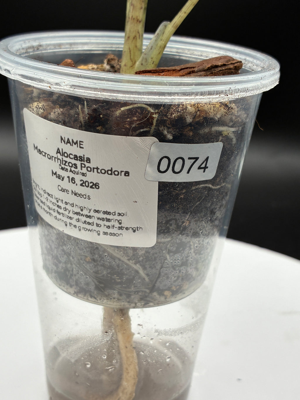 Alocasia Macrorrhiza Portodora #0074