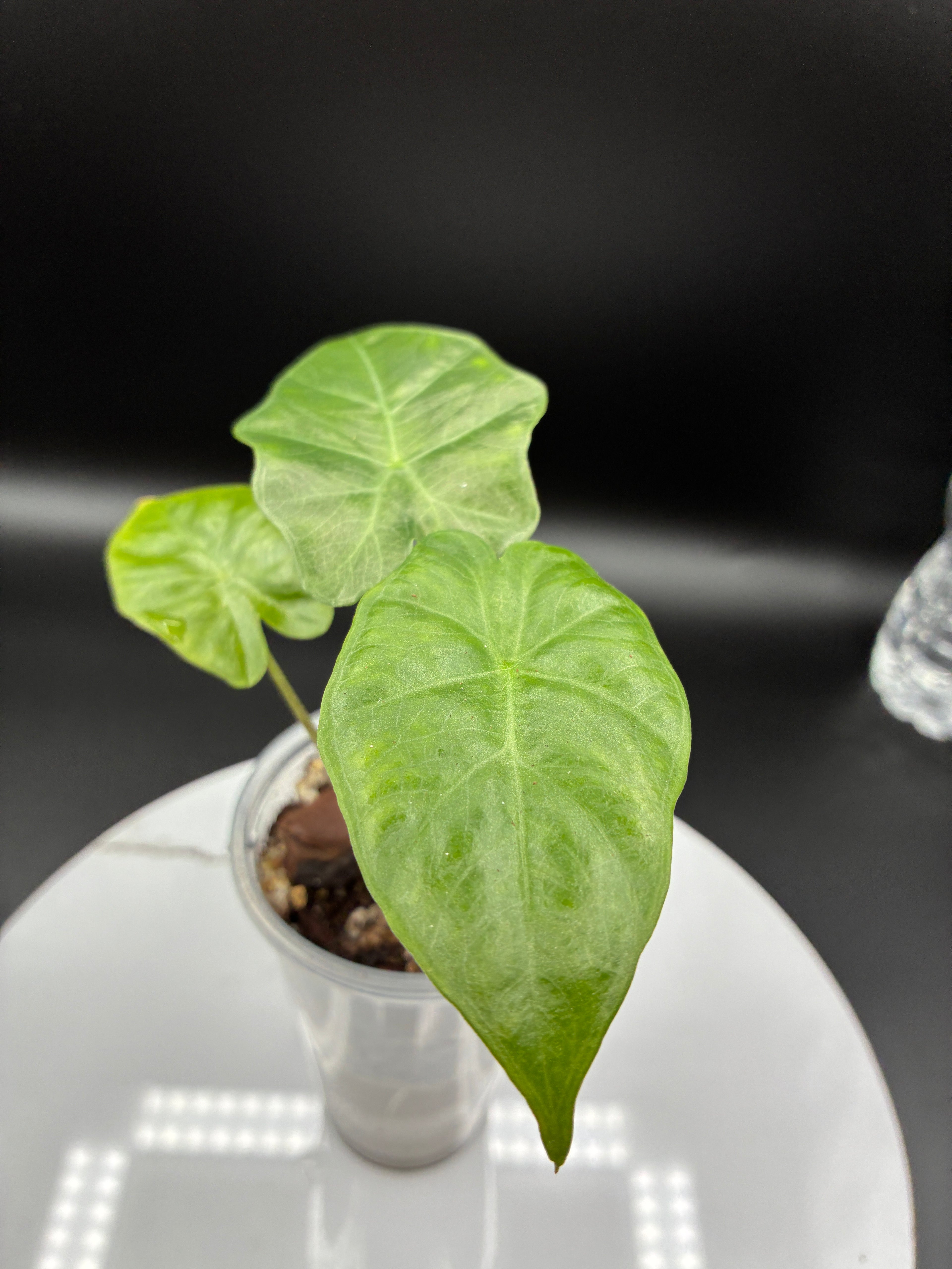 Alocasia Macrorrhiza Portodora #0074