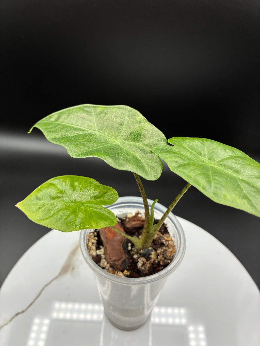Alocasia Macrorrhiza Portodora #0074