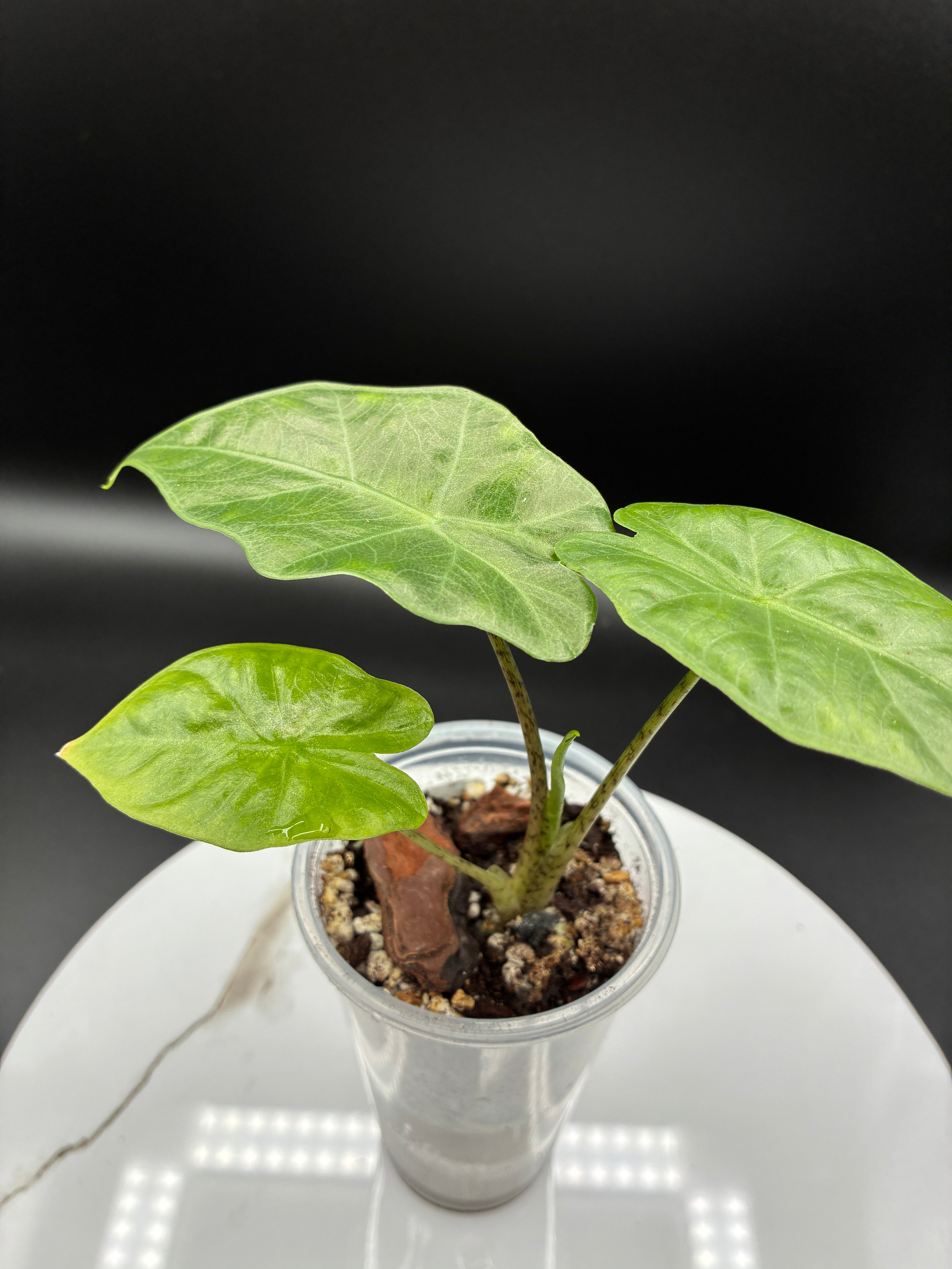 Alocasia Macrorrhiza Portodora #0074
