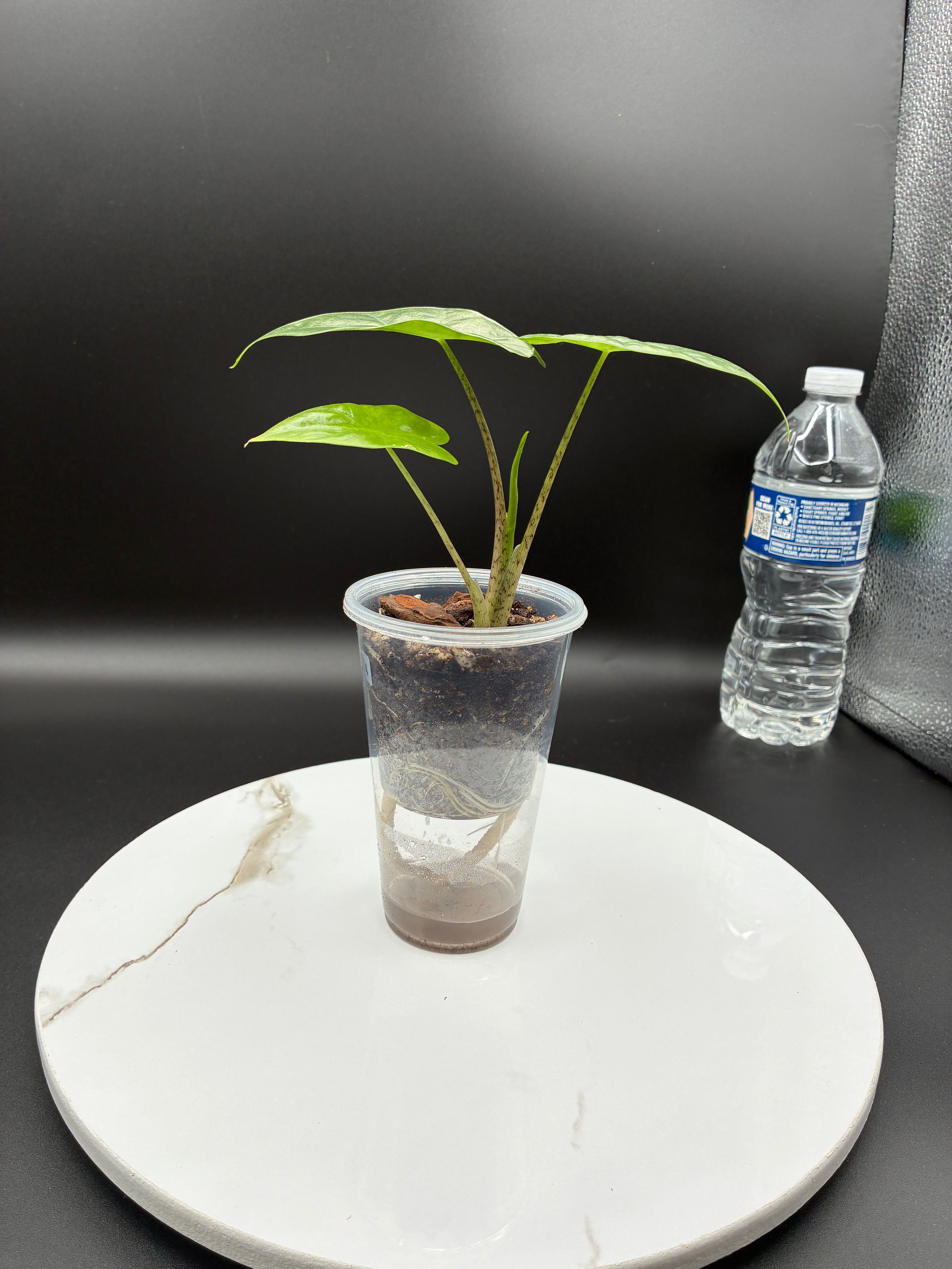 Alocasia Macrorrhiza Portodora #0074