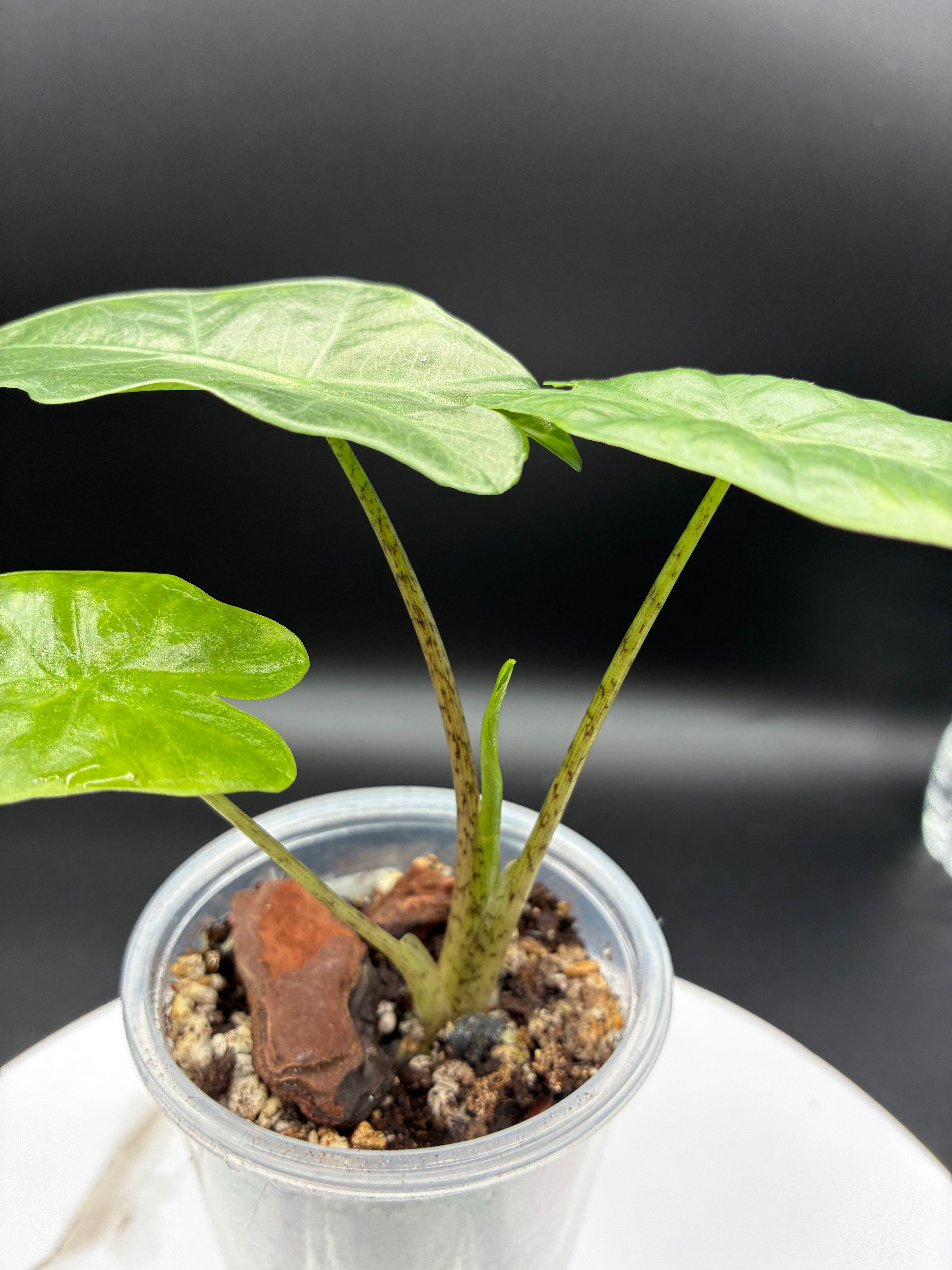 Alocasia Macrorrhiza Portodora #0074