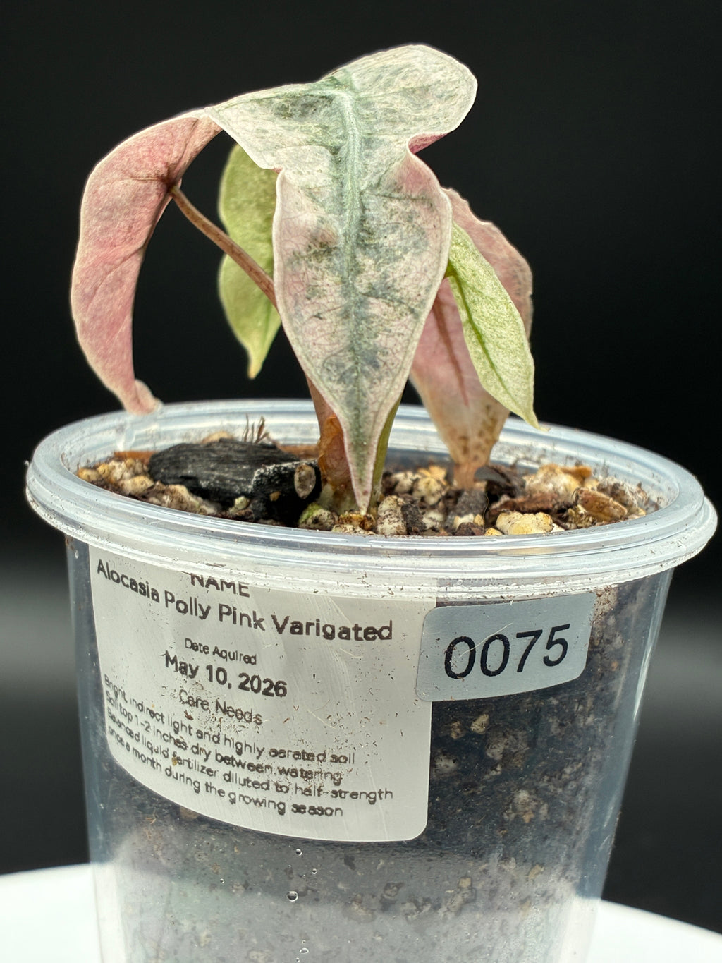 Alocasia Polly Pink Mint #0075
