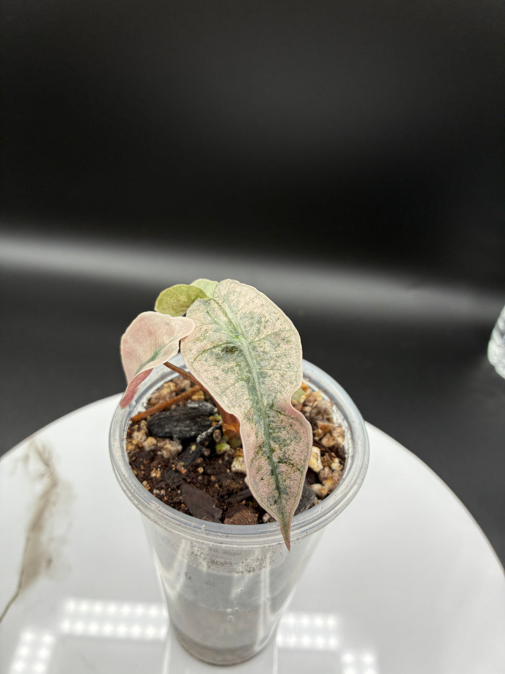 Alocasia Polly Pink Mint #0075
