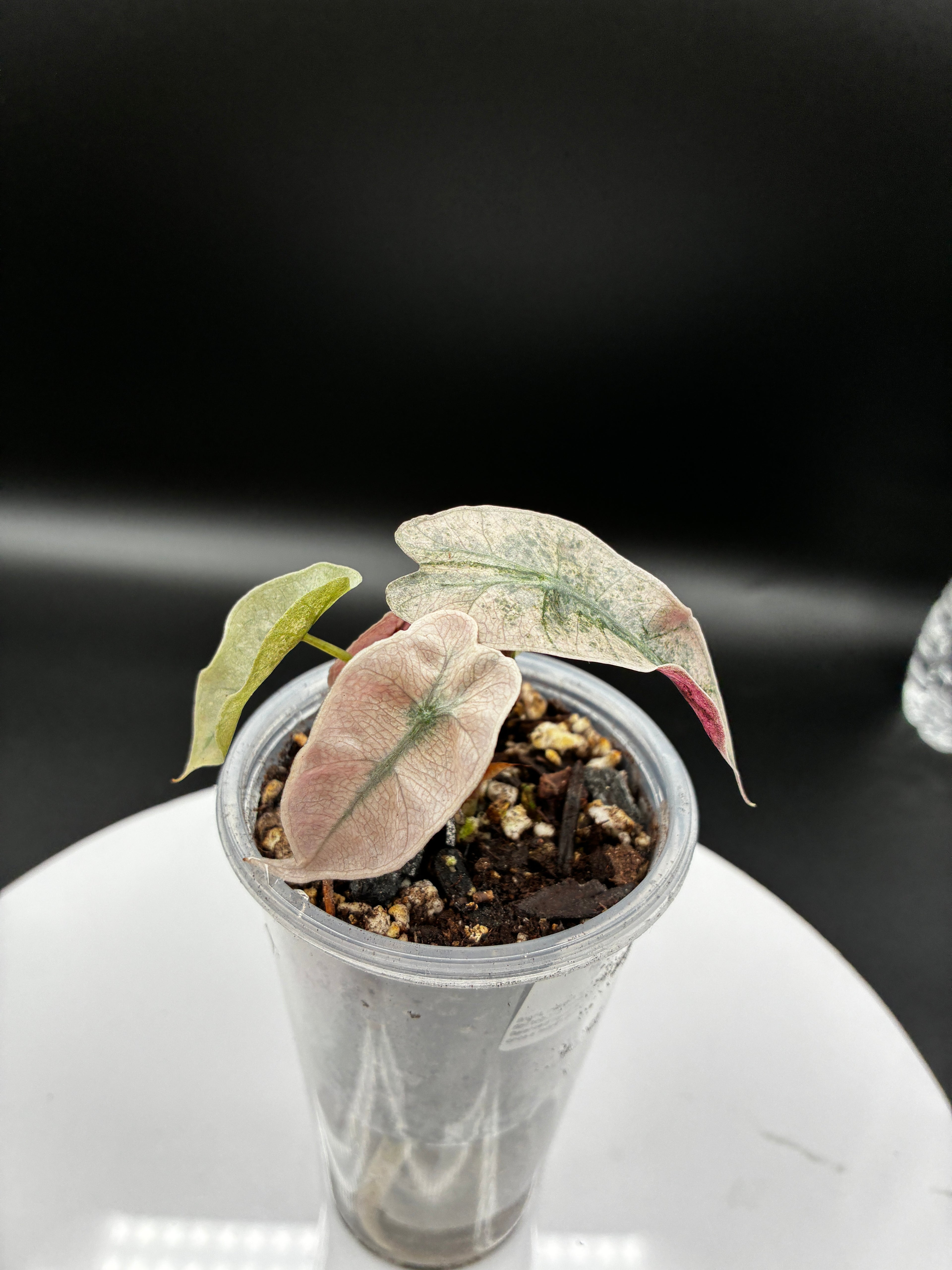 Alocasia Polly Pink Mint #0075