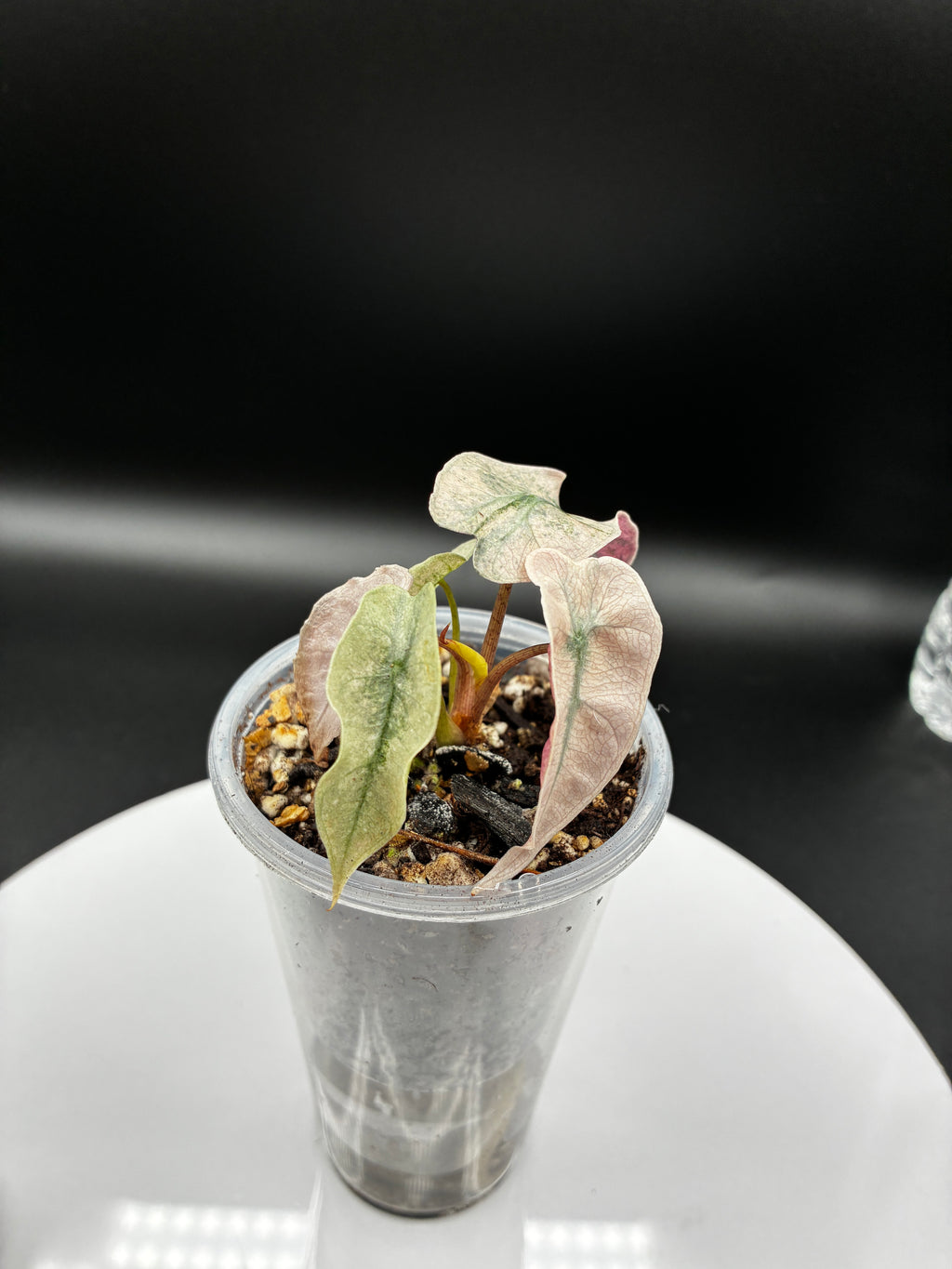 Alocasia Polly Pink Mint #0075