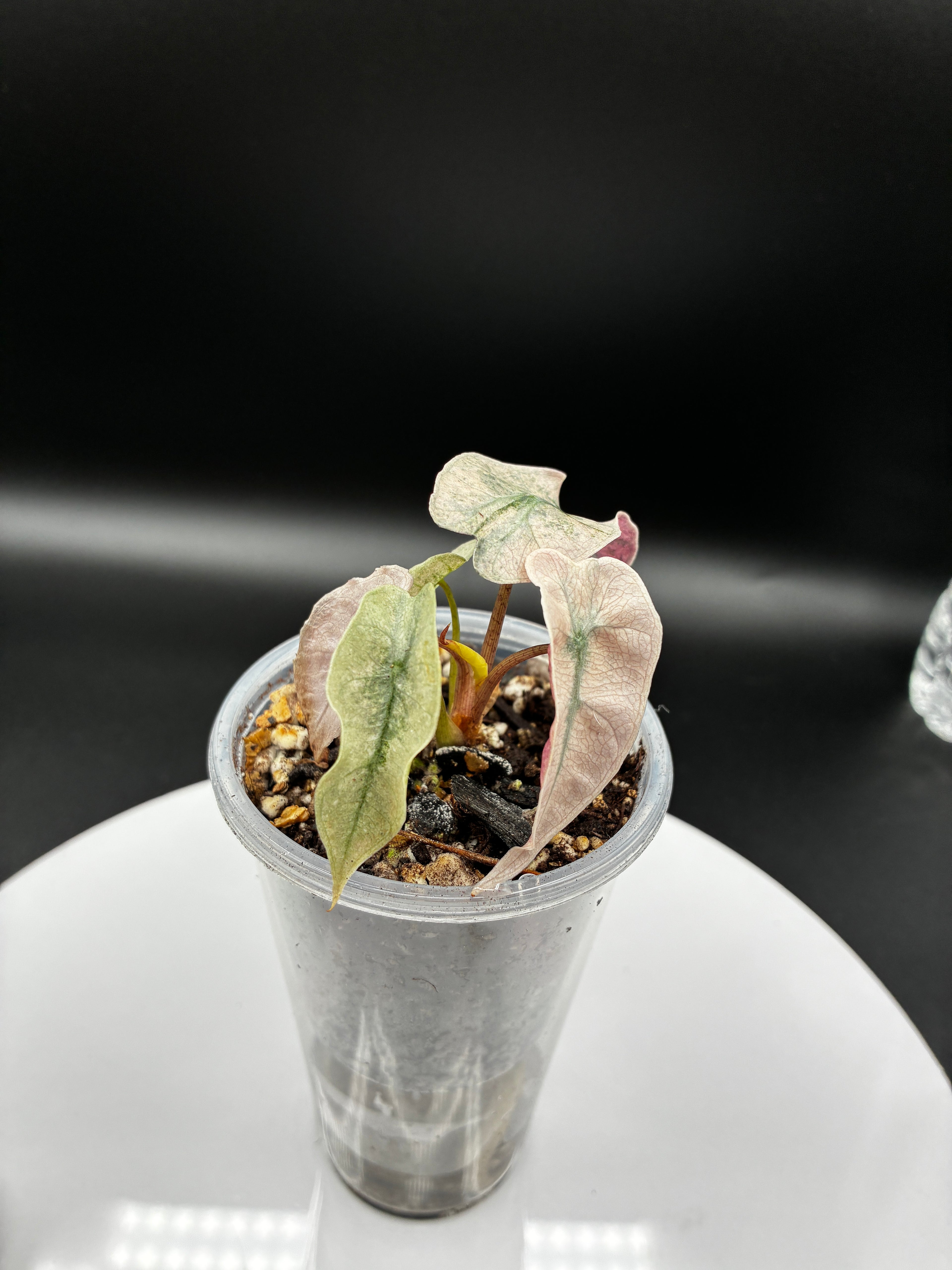 Alocasia Polly Pink Mint #0075