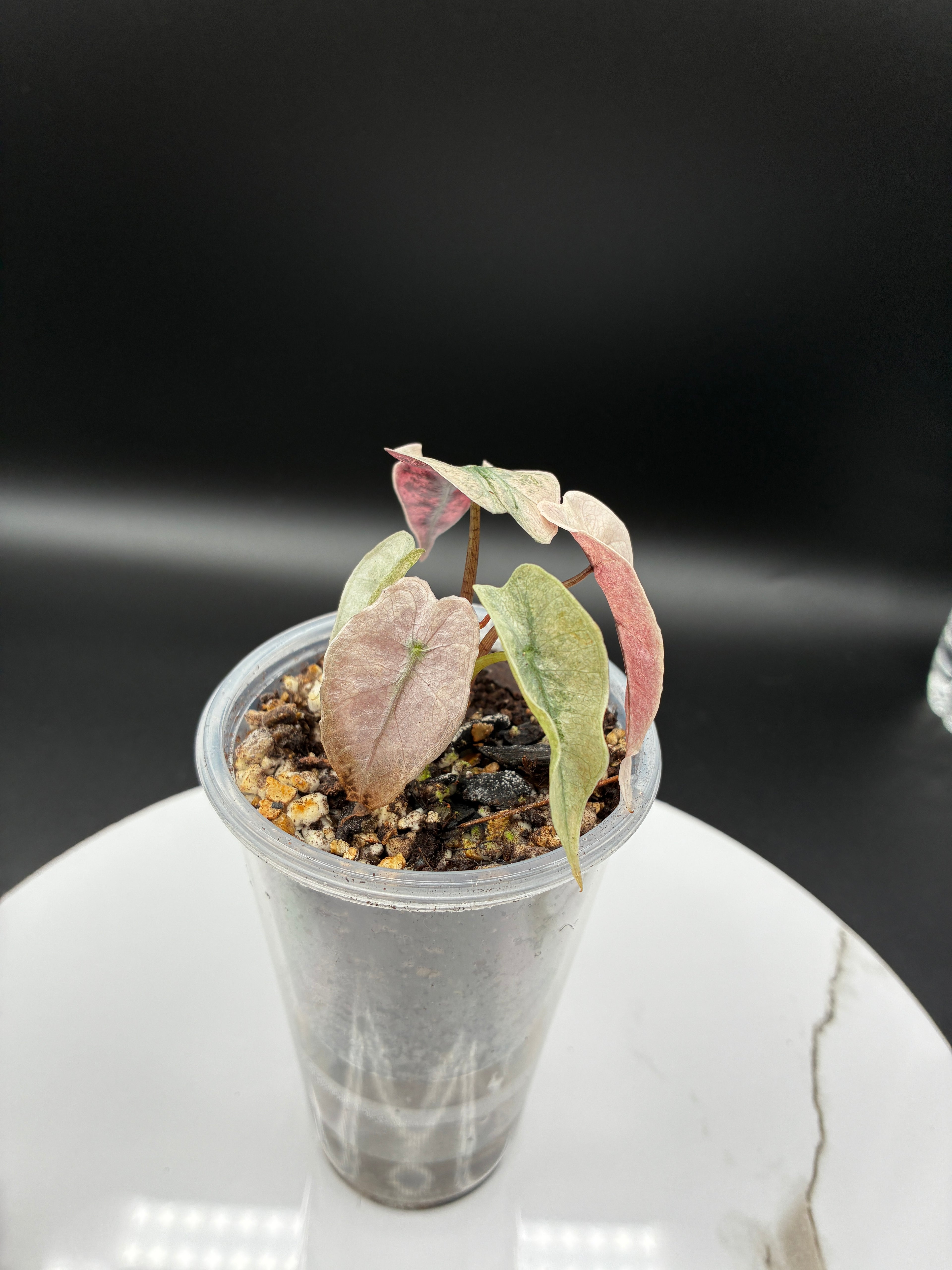 Alocasia Polly Pink Mint #0075