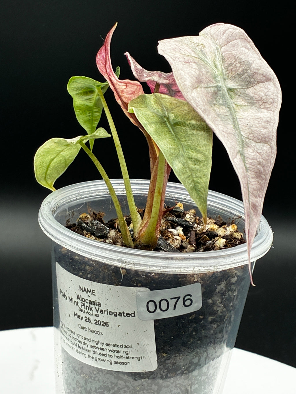 Alocasia Polly Pink Mint #0076