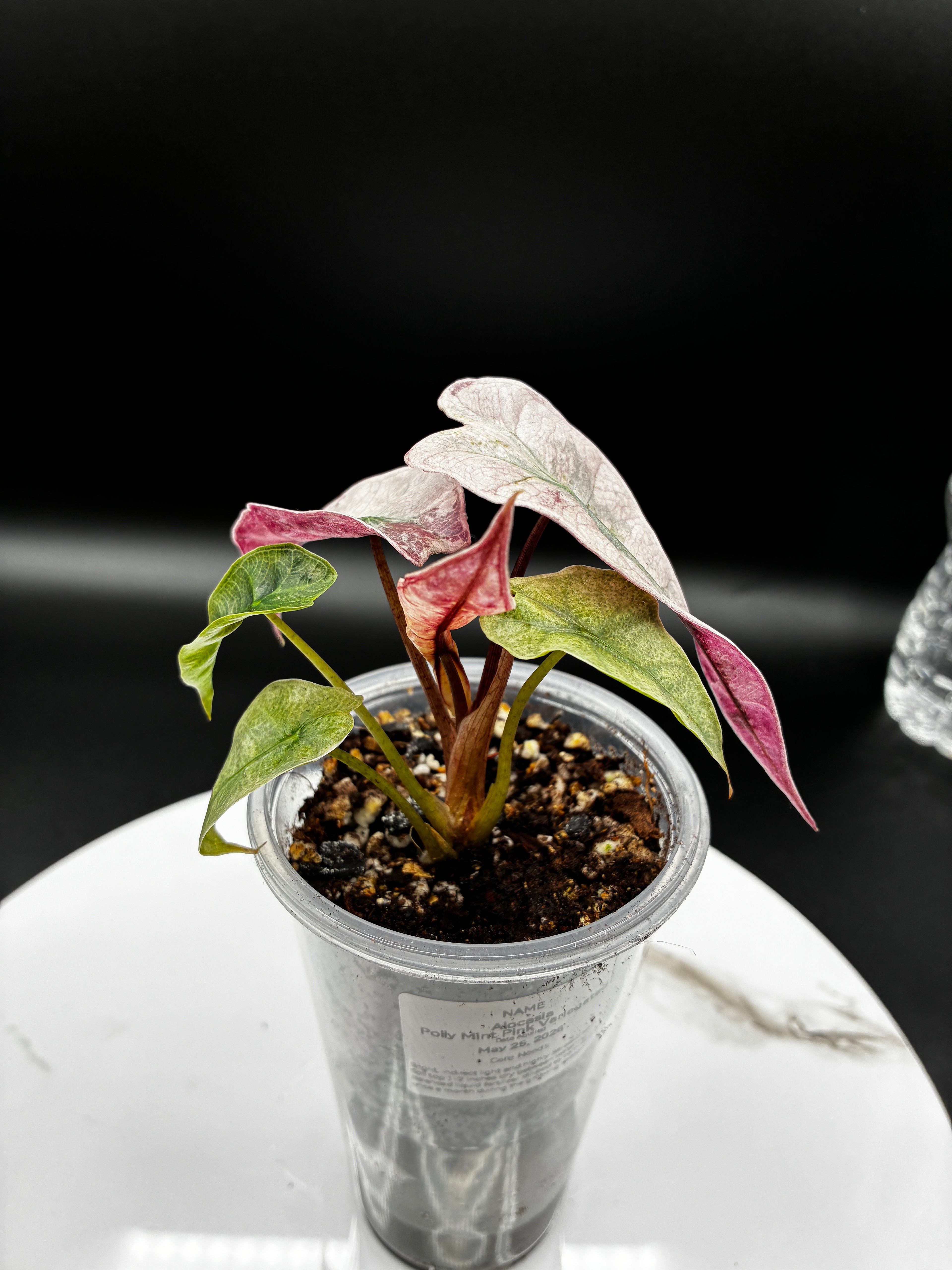 Alocasia Polly Pink Mint #0076