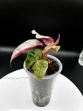 Alocasia Polly Pink Mint #0076