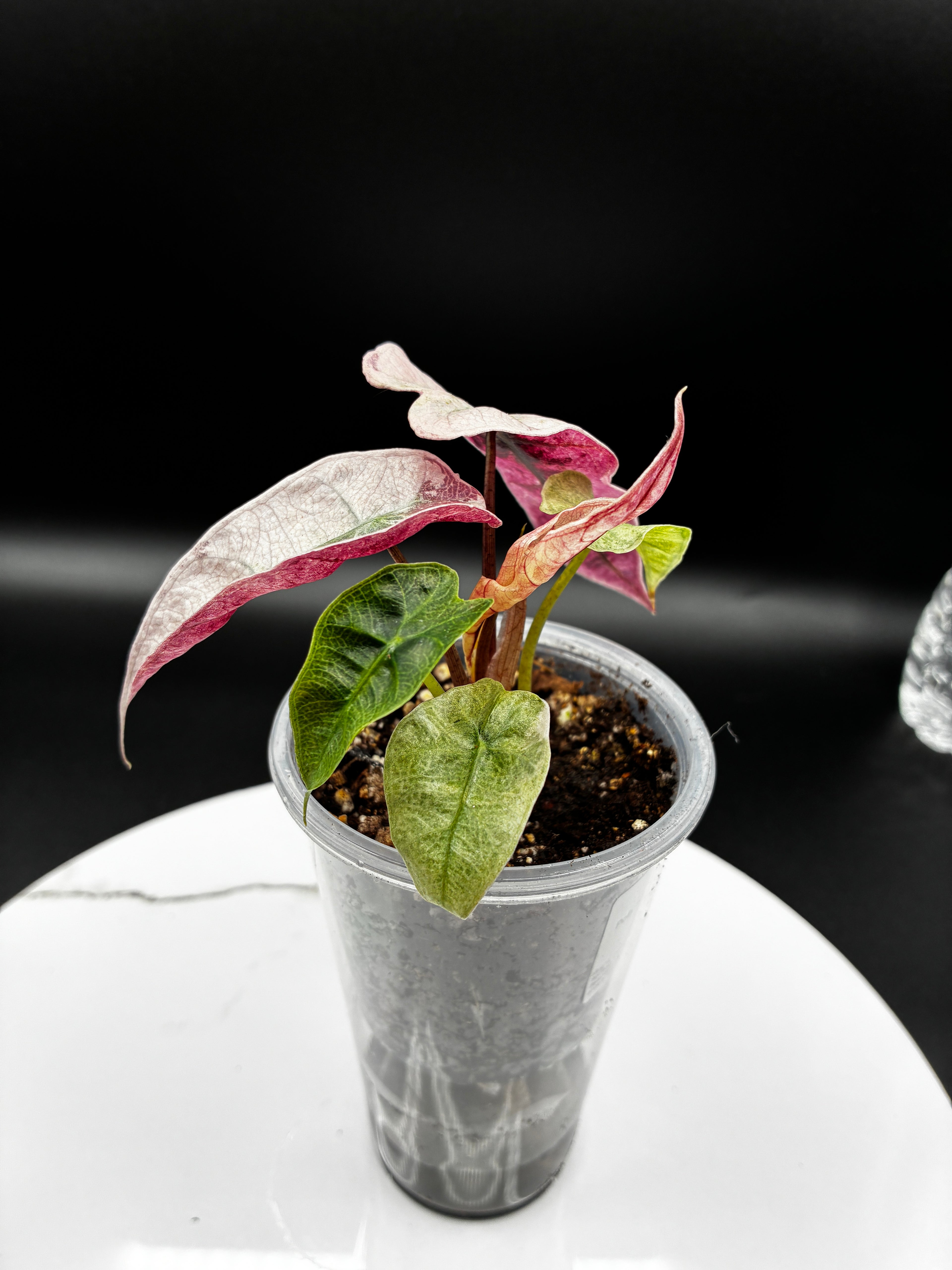 Alocasia Polly Pink Mint #0076