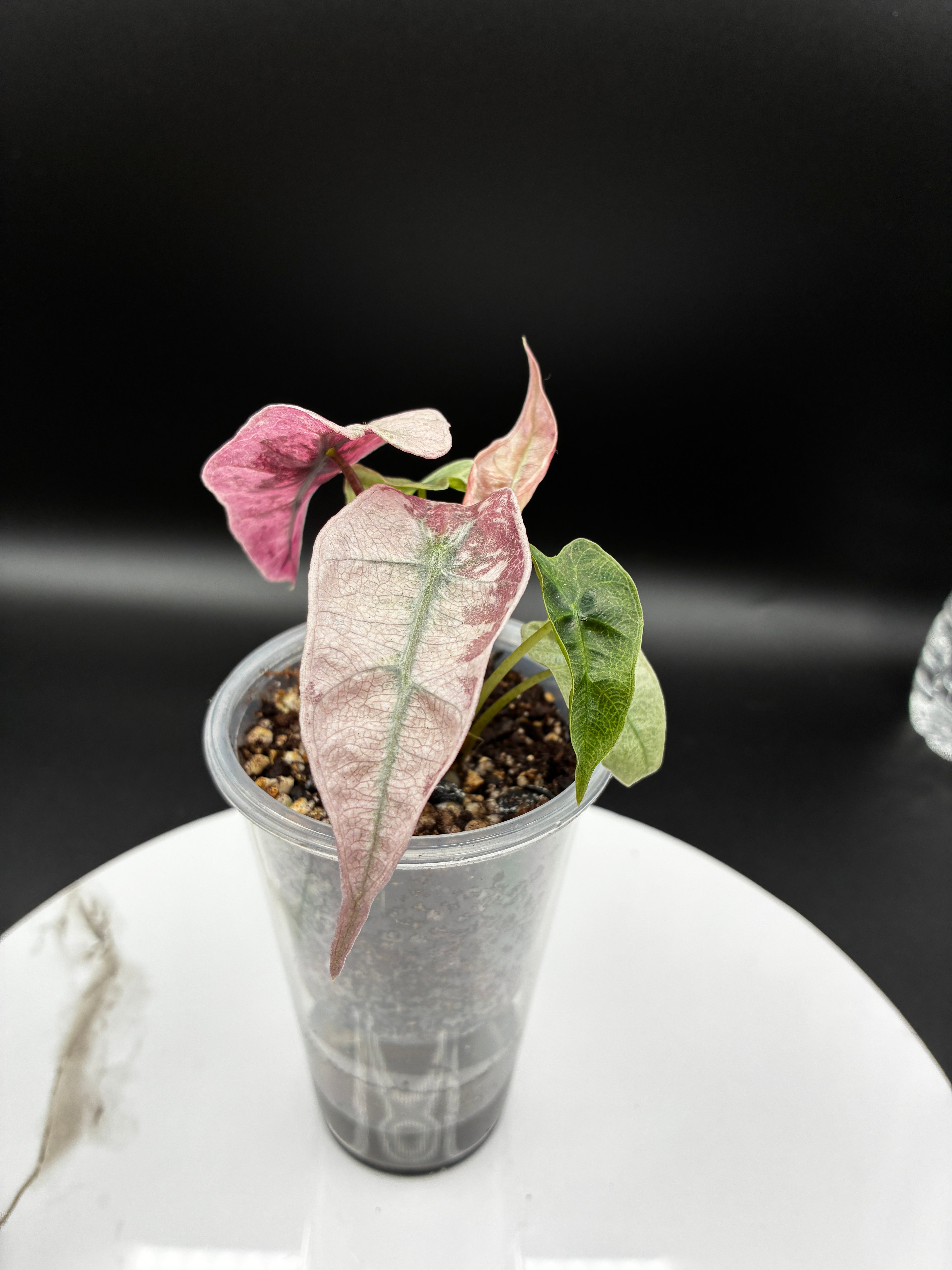 Alocasia Polly Pink Mint #0076