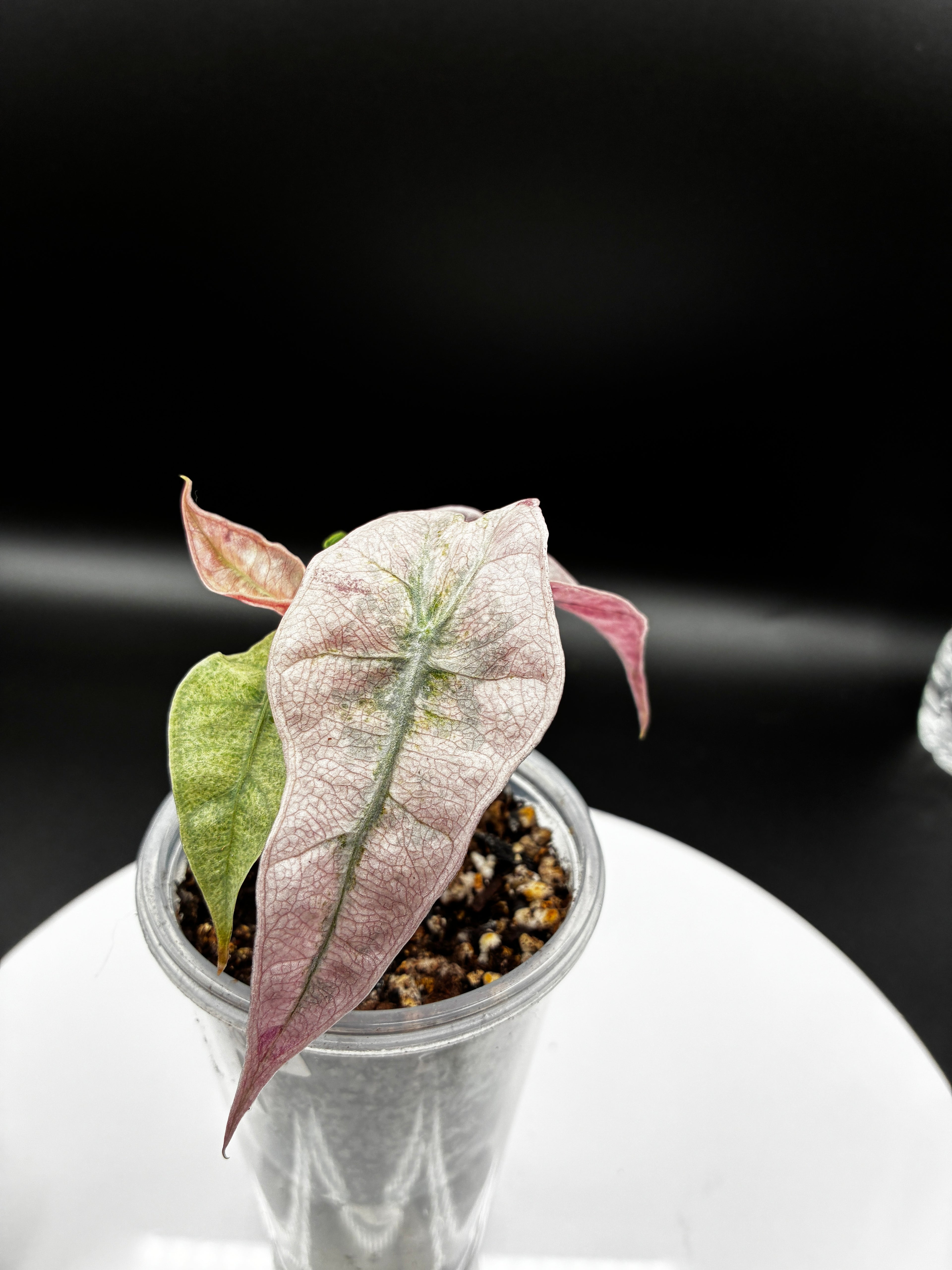 Alocasia Polly Pink Mint #0076