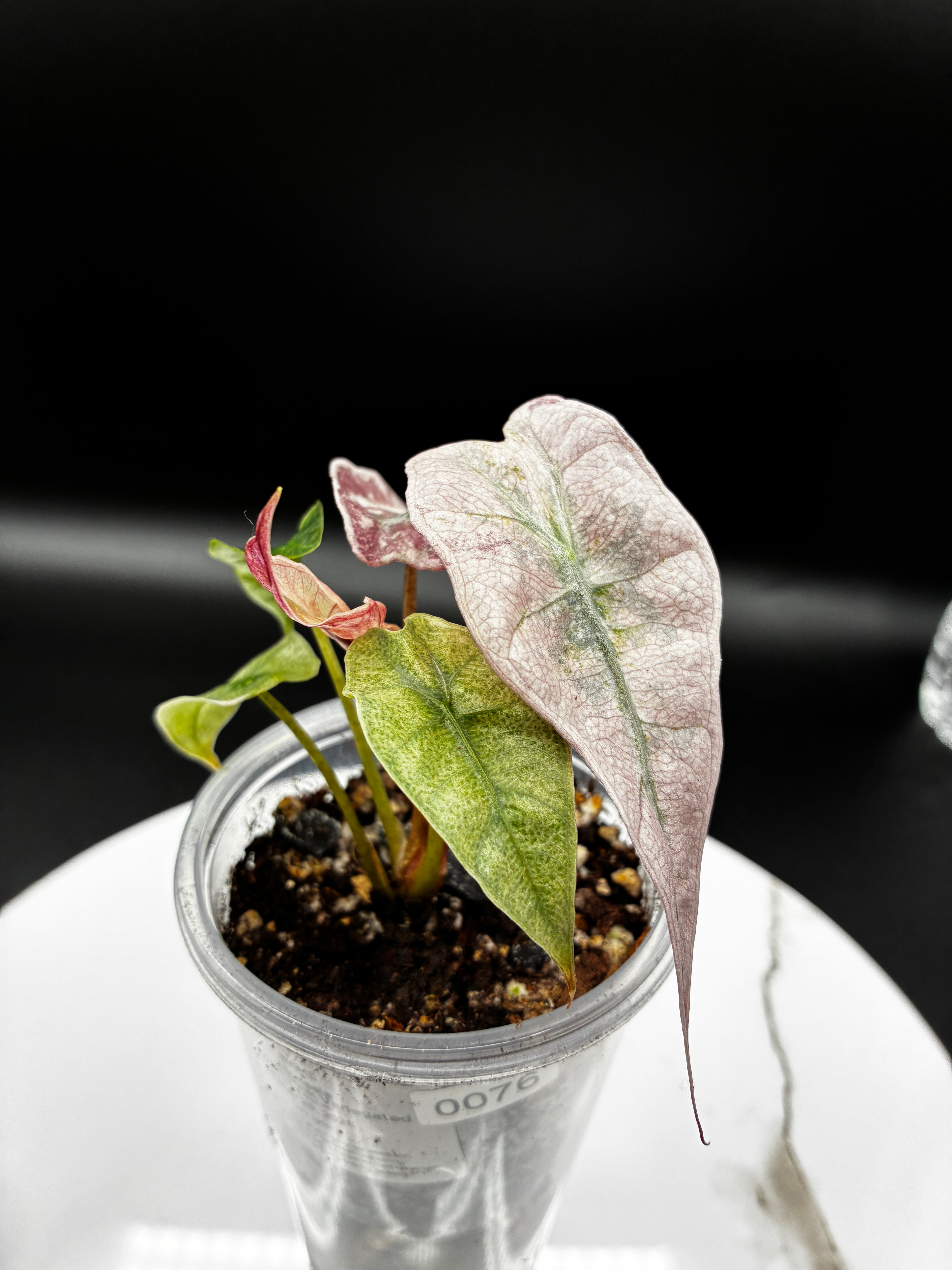 Alocasia Polly Pink Mint #0076