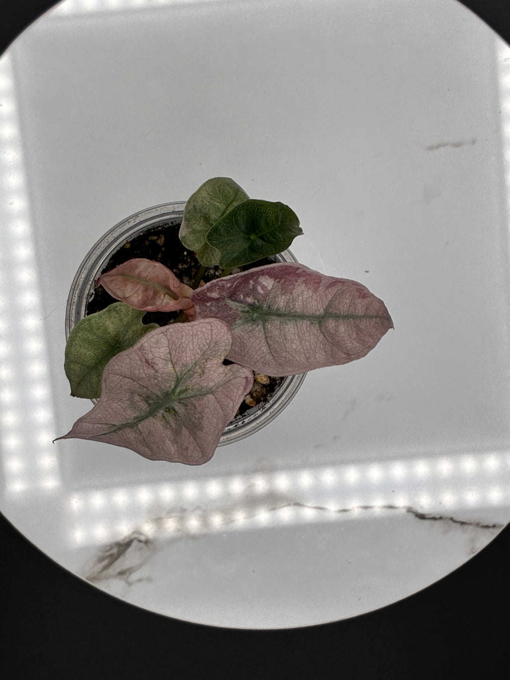 Alocasia Polly Pink Mint #0076
