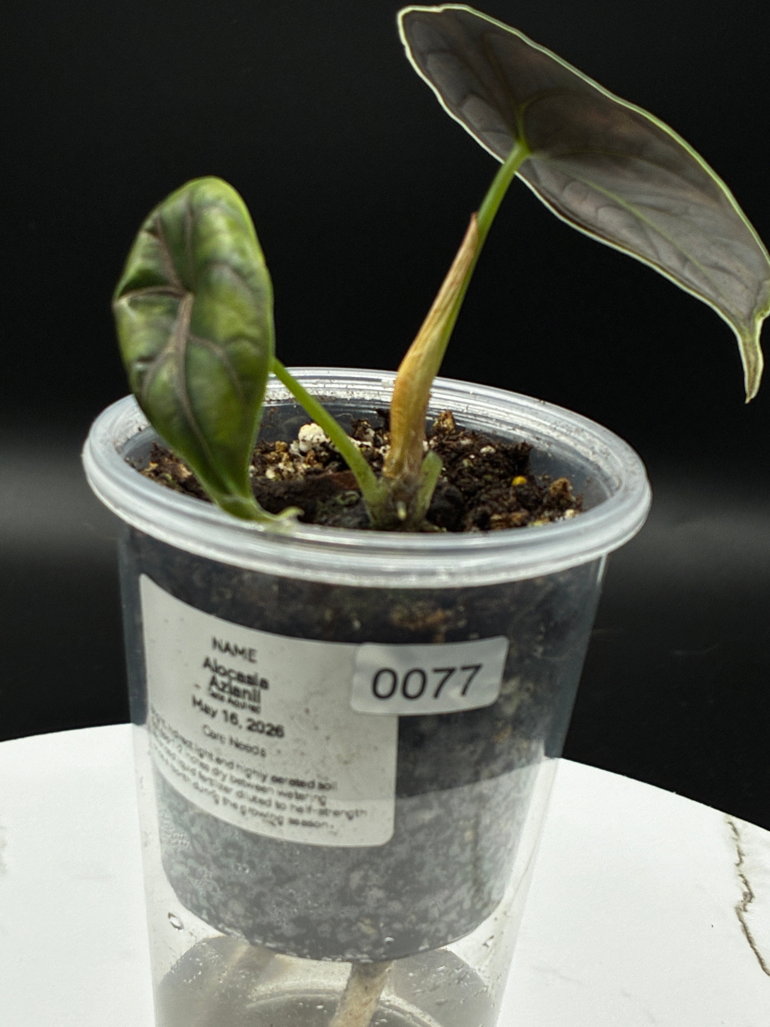 Alocasia Azlanii #0077