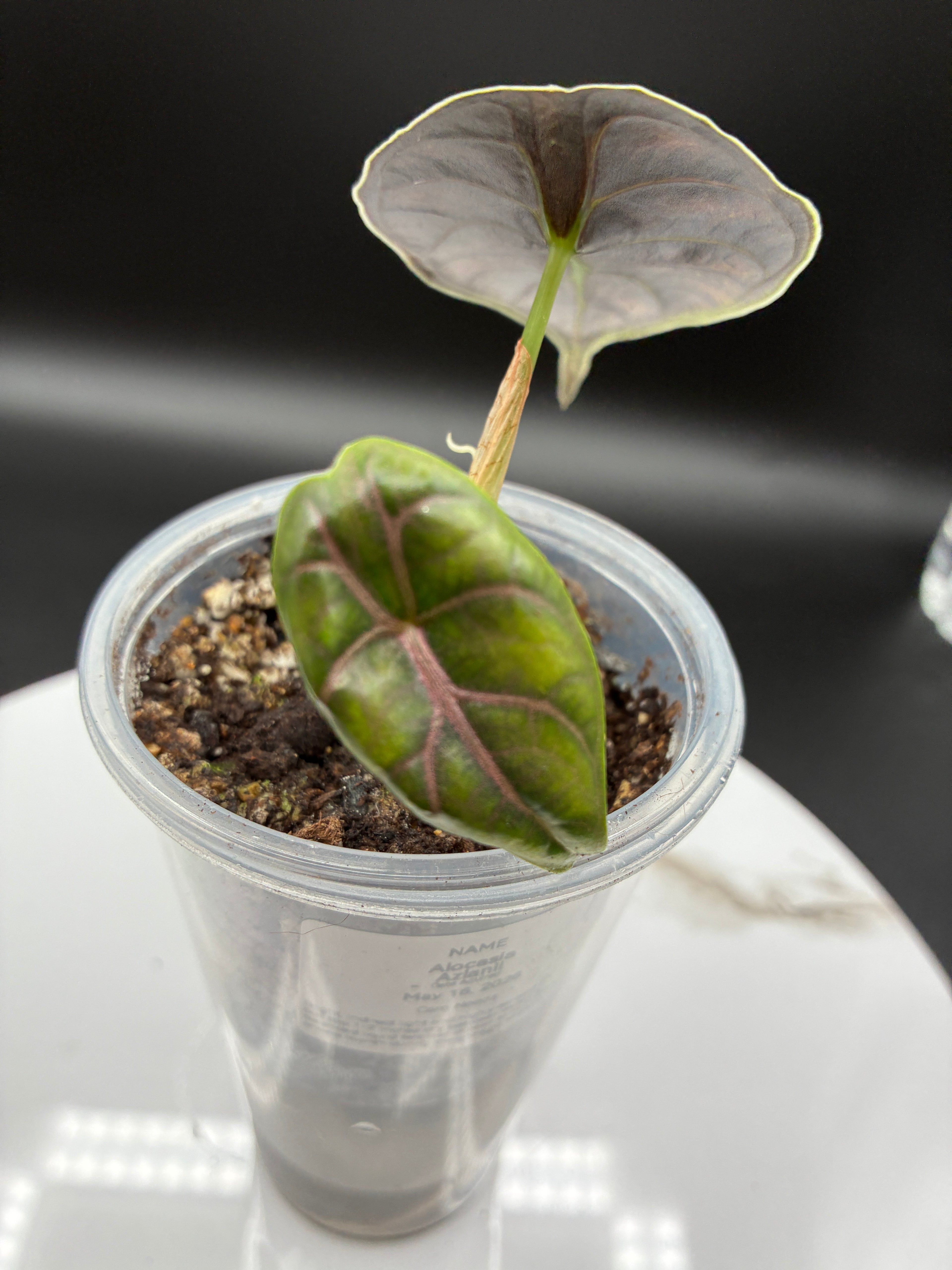 Alocasia Azlanii #0077