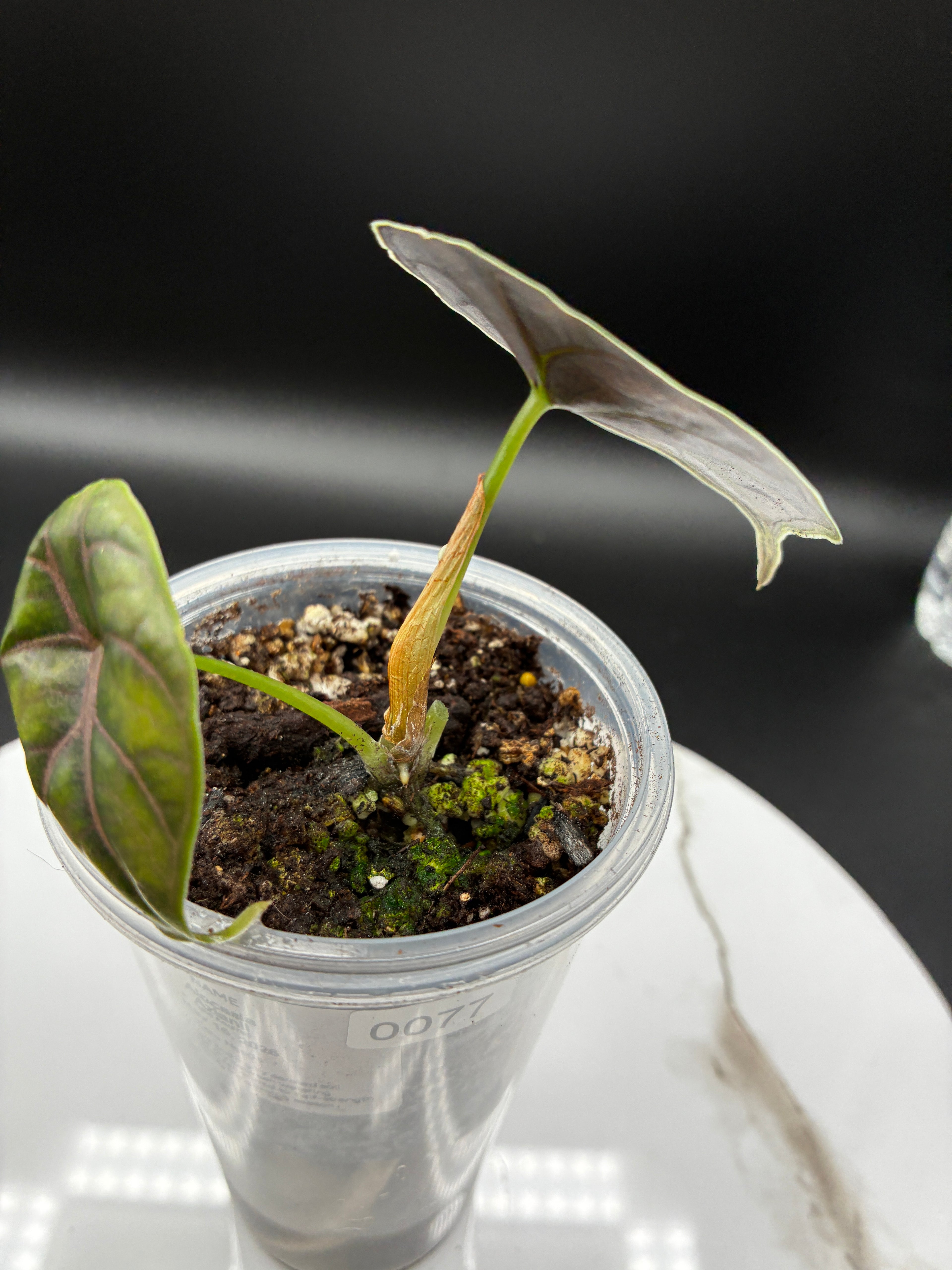 Alocasia Azlanii #0077