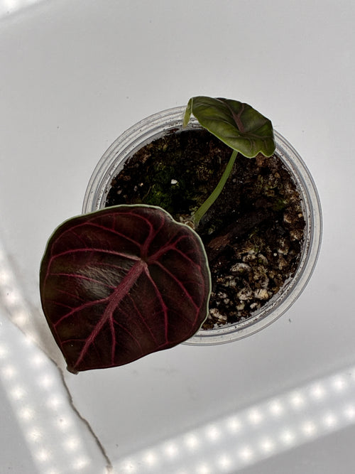Alocasia Azlanii #0077