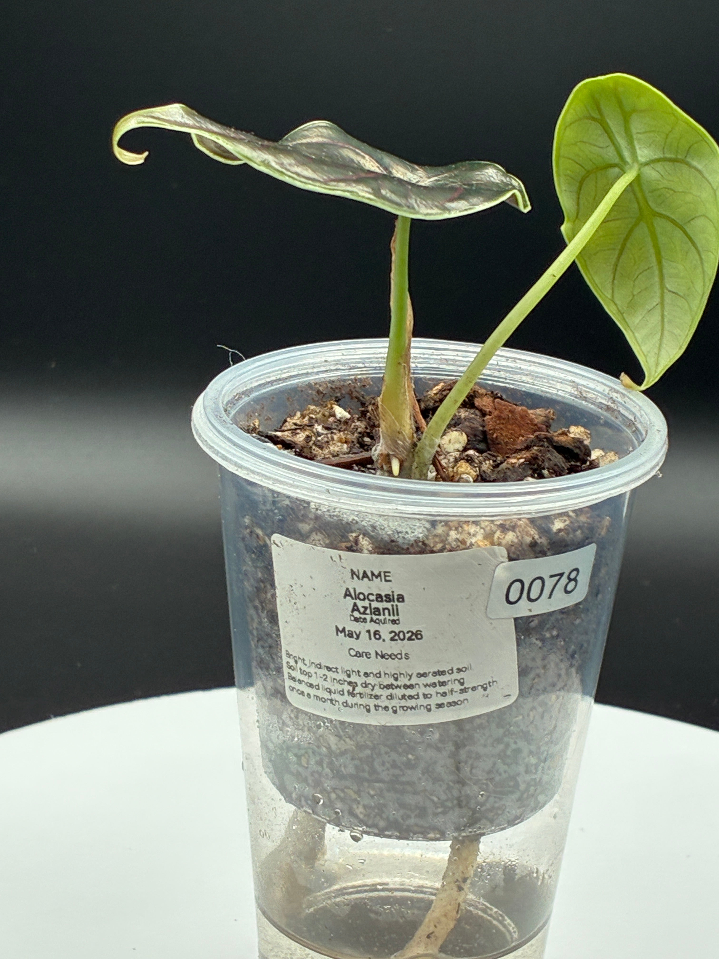 Alocasia Azlanii #0078