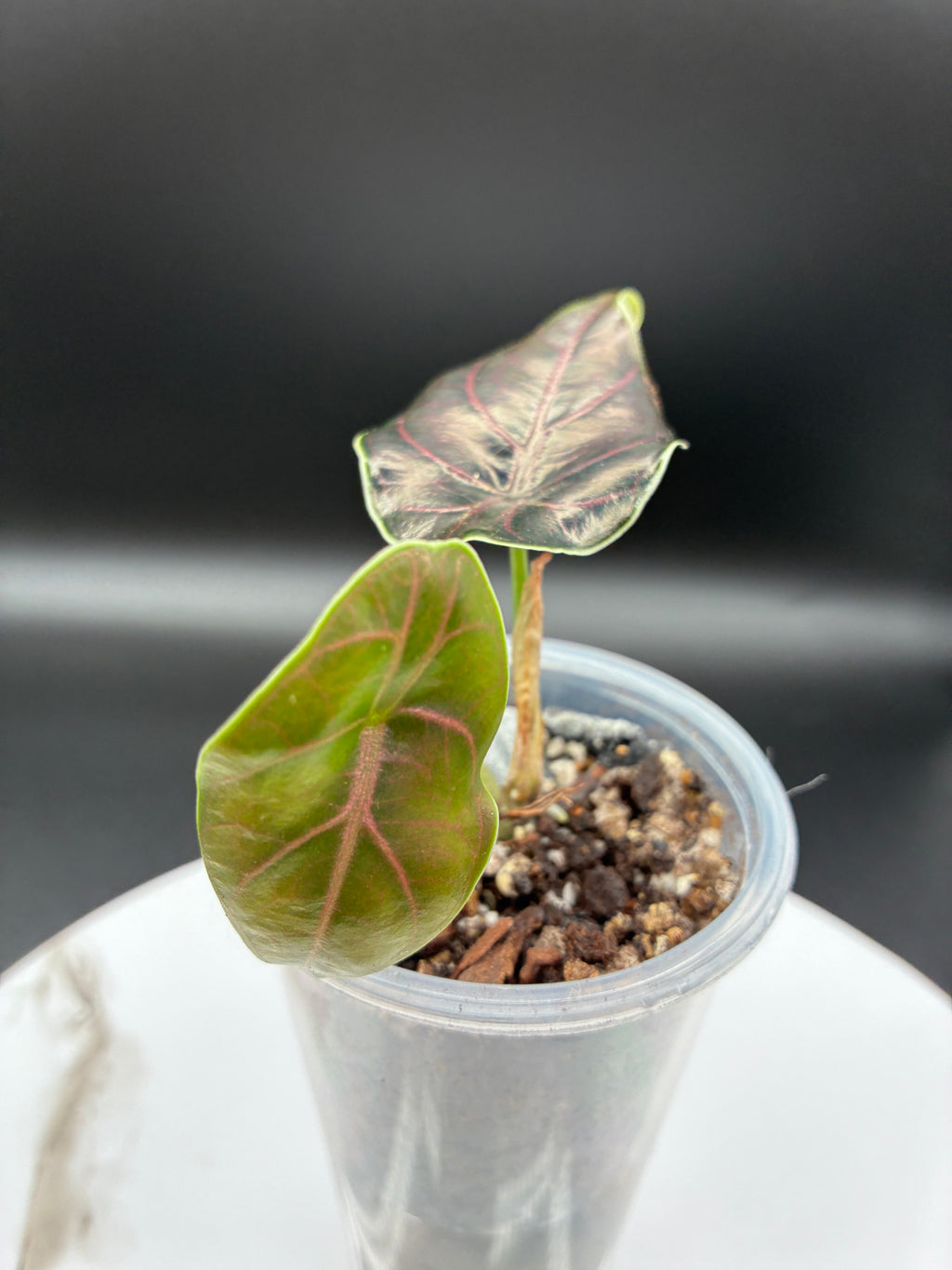 Alocasia Azlanii #0078