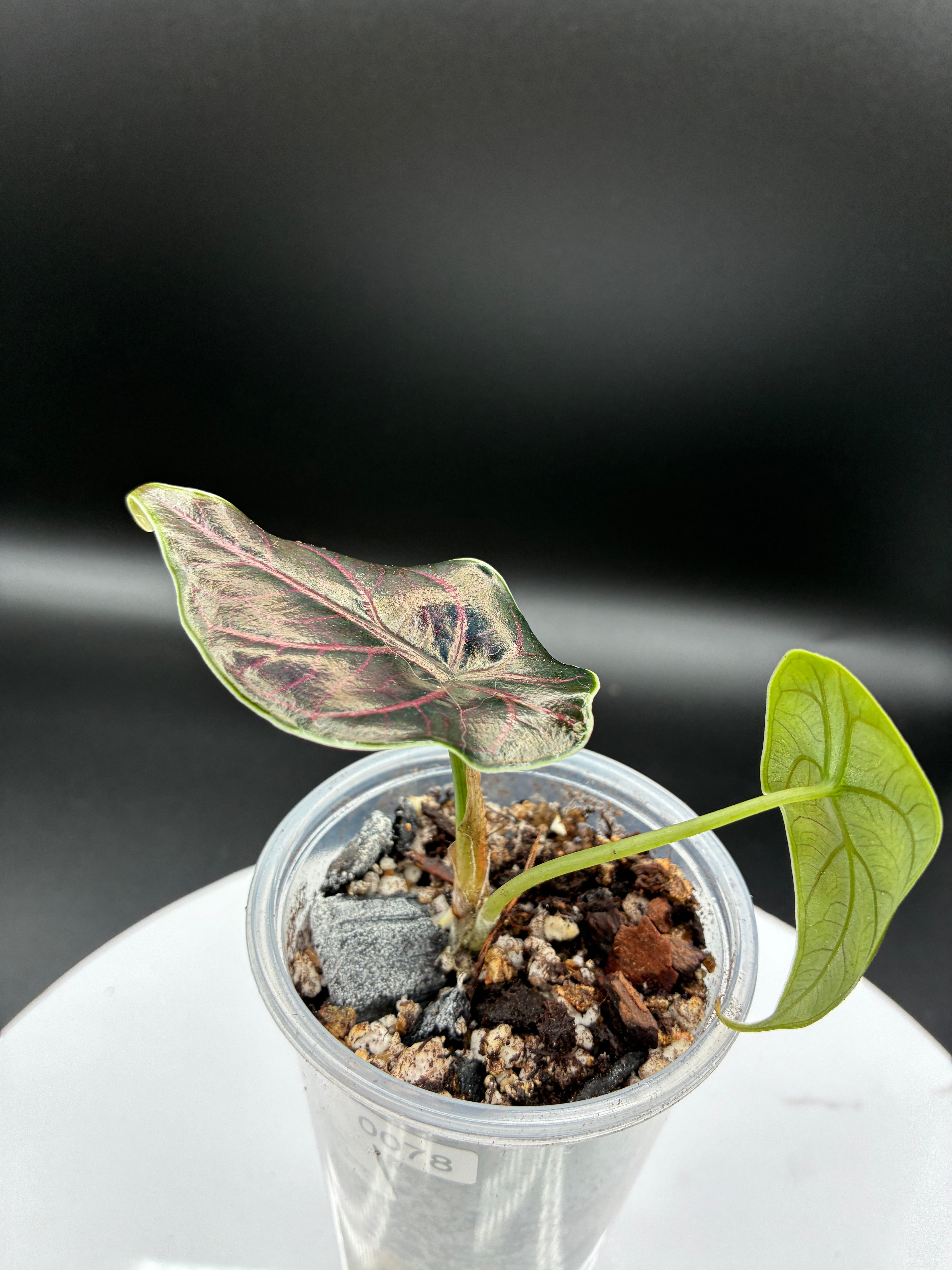 Alocasia Azlanii #0078